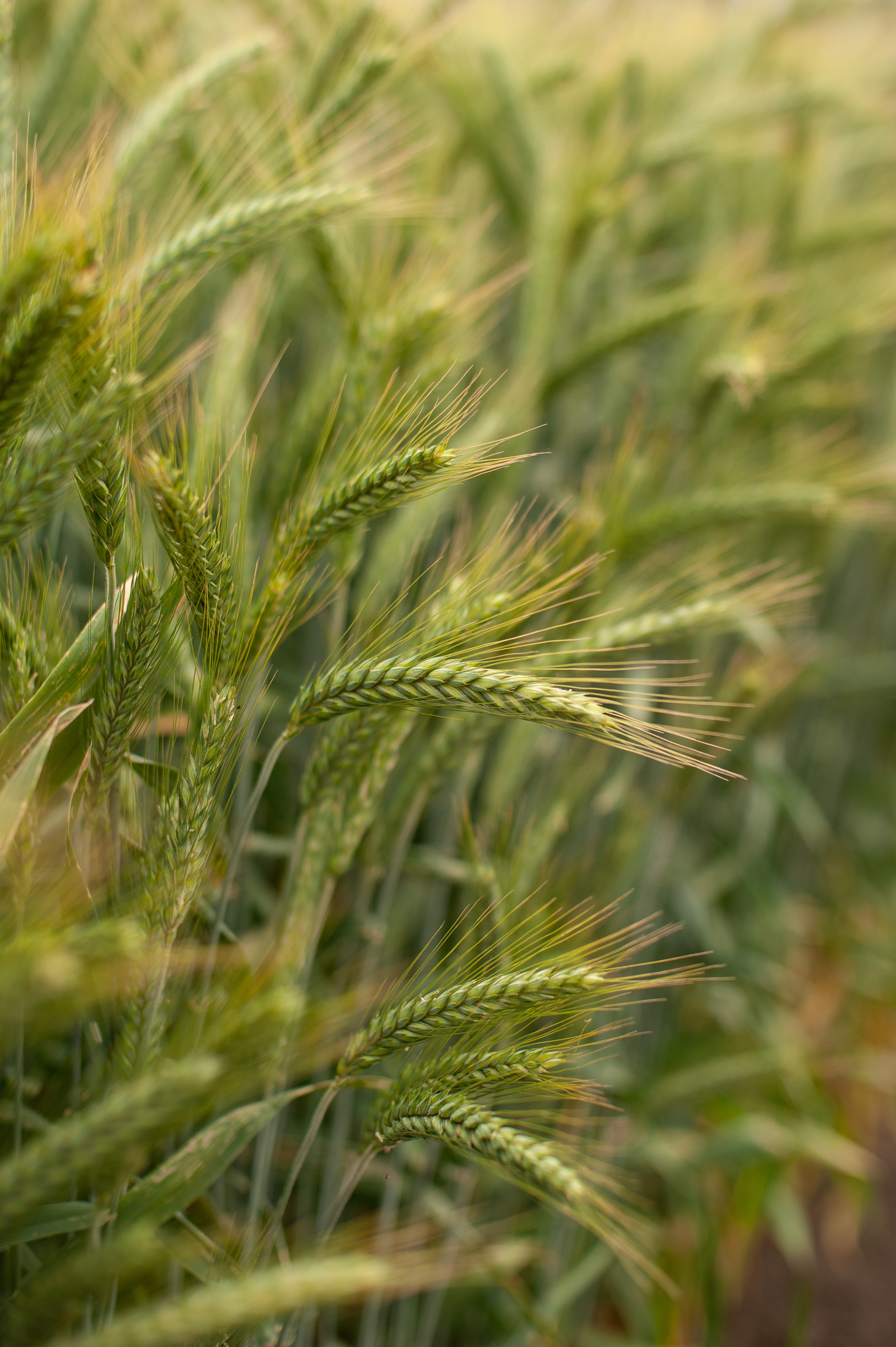 НЦЗ им. П. П. Лукьяненко «День поля». Свадебный и женский фотограф в Лиссабоне Яковлева Ольга