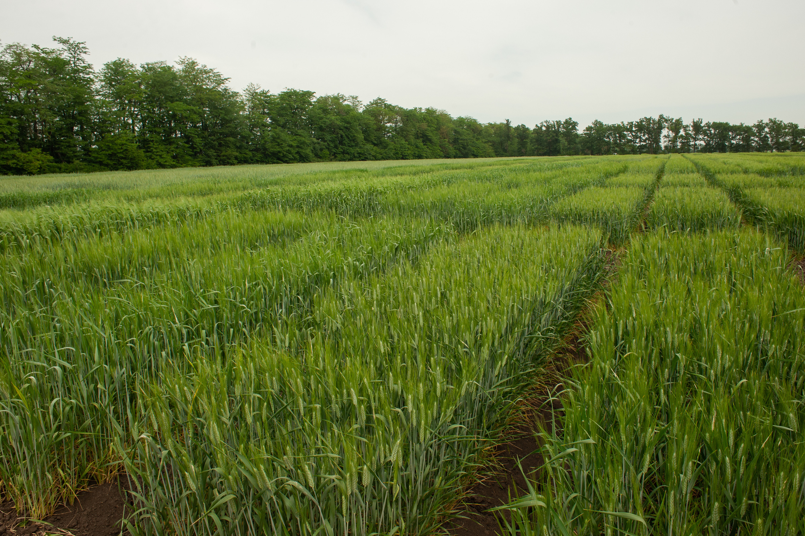 НЦЗ им. П. П. Лукьяненко «День поля». Свадебный и женский фотограф в Лиссабоне Яковлева Ольга