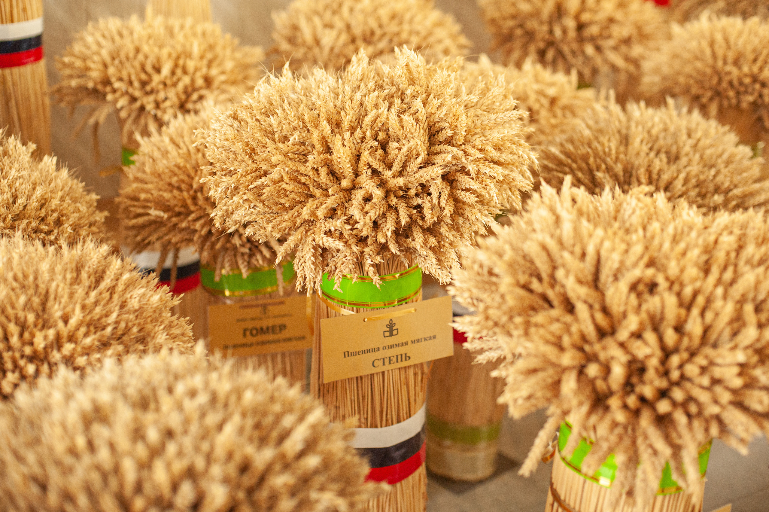 НЦЗ им. П. П. Лукьяненко «День поля». Свадебный и женский фотограф в Лиссабоне Яковлева Ольга