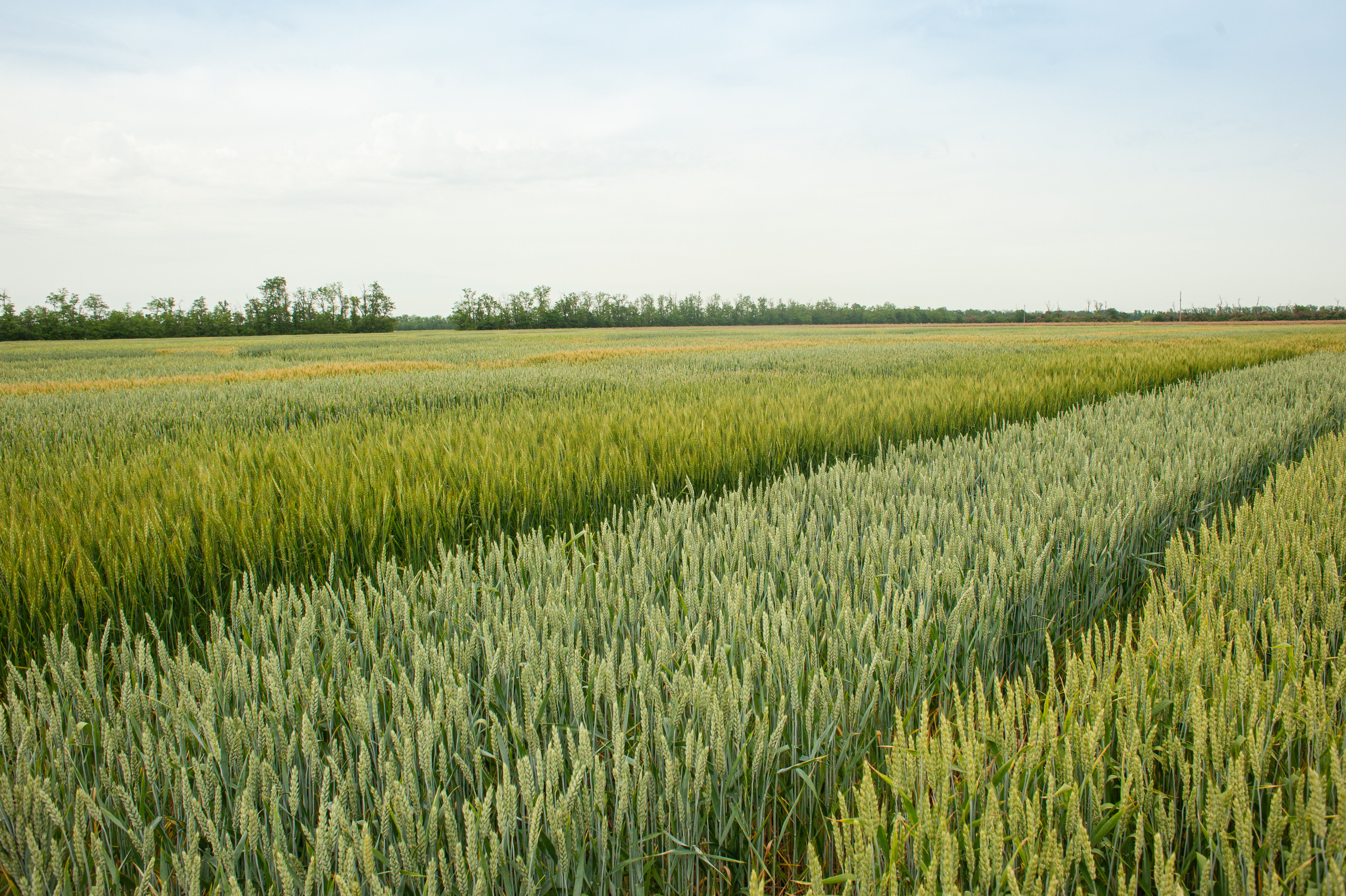 НЦЗ им. П. П. Лукьяненко «День поля». Свадебный и женский фотограф в Лиссабоне Яковлева Ольга