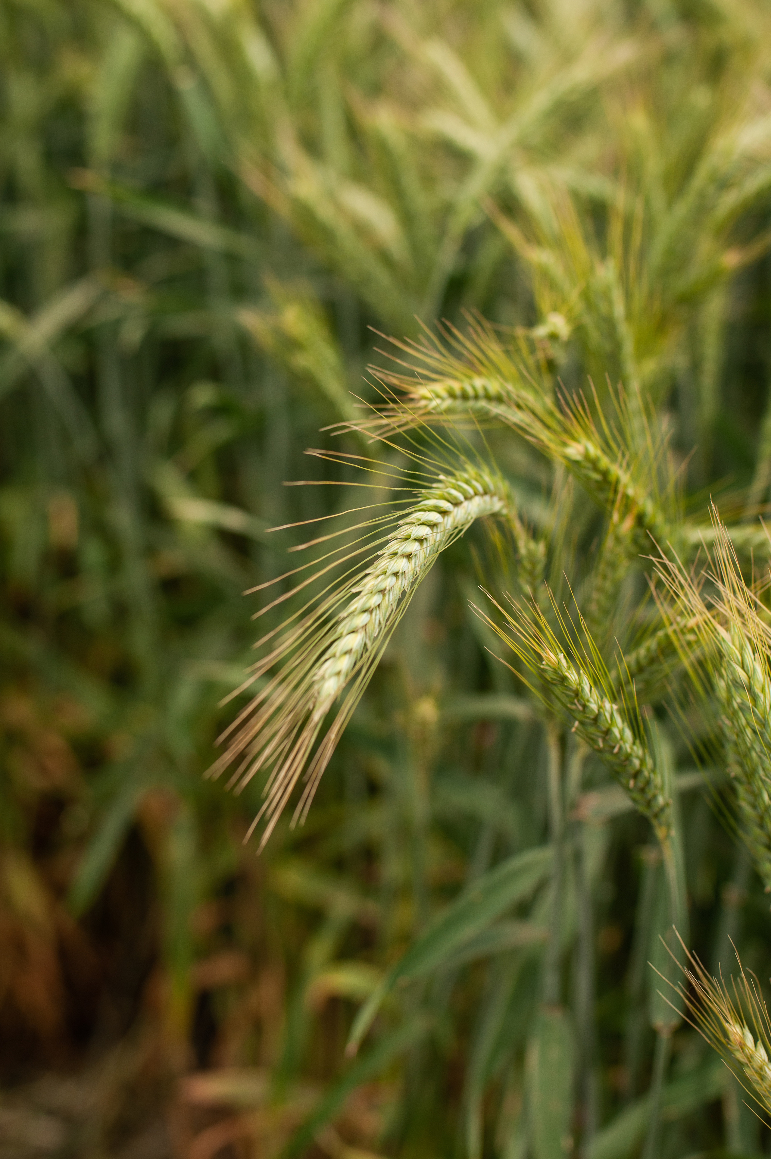 НЦЗ им. П. П. Лукьяненко «День поля». Свадебный и женский фотограф в Лиссабоне Яковлева Ольга