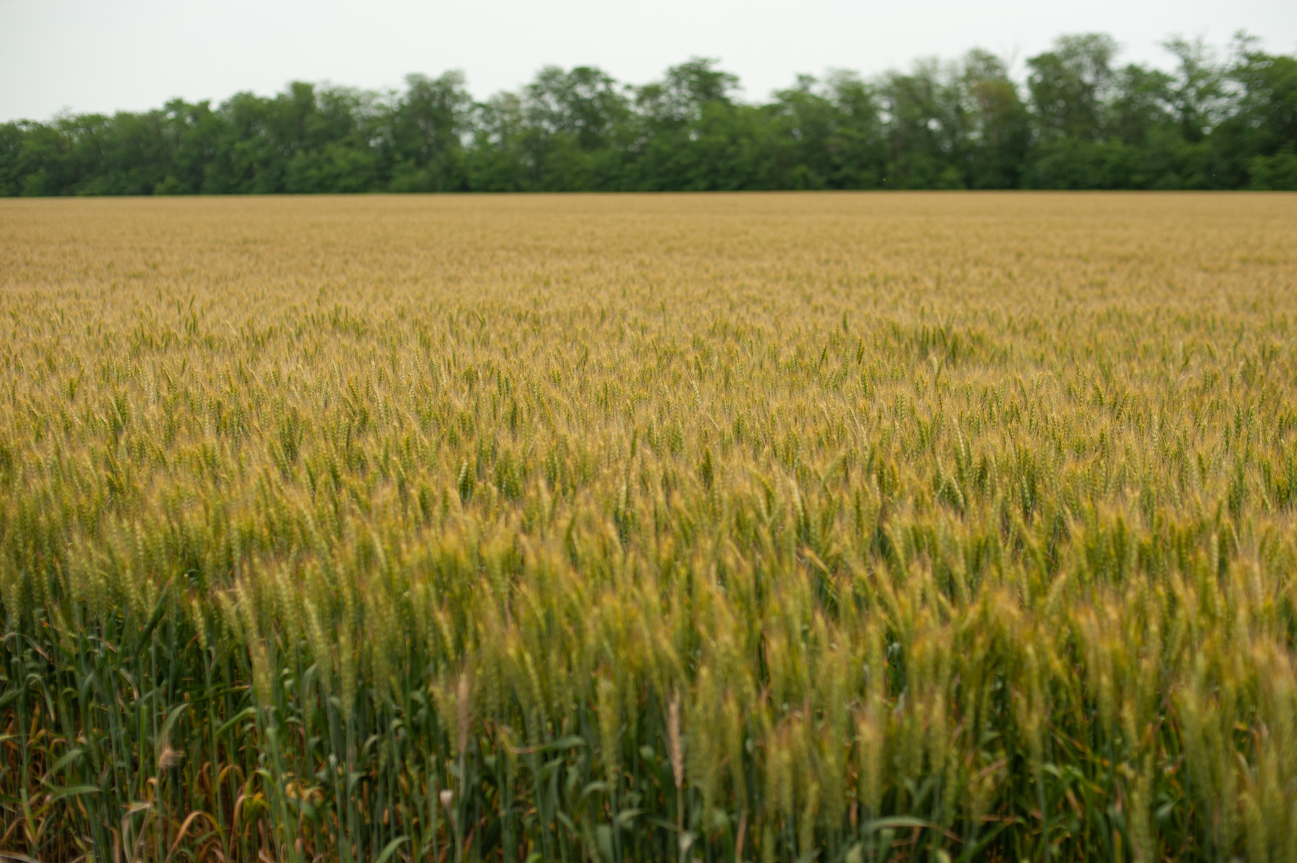 НЦЗ им. П. П. Лукьяненко «День поля». Свадебный и женский фотограф в Лиссабоне Яковлева Ольга