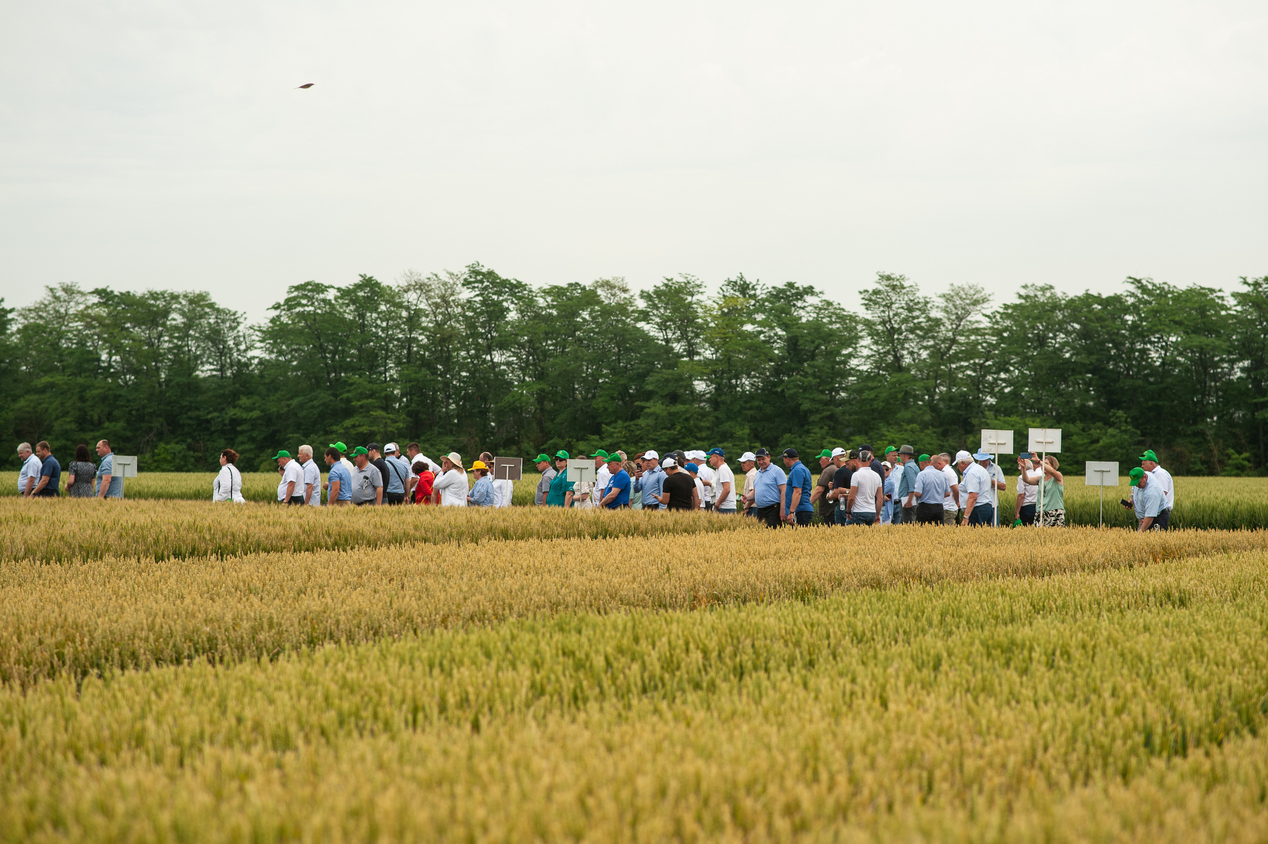 НЦЗ им. П. П. Лукьяненко «День поля». Свадебный и женский фотограф в Лиссабоне Яковлева Ольга