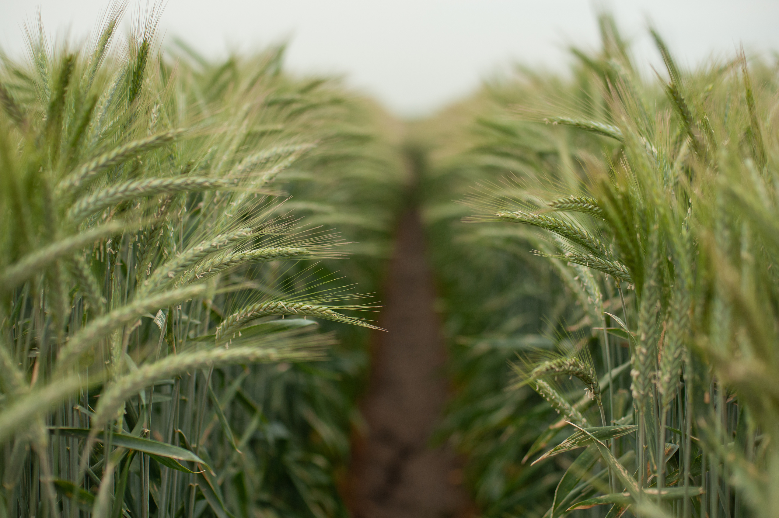 НЦЗ им. П. П. Лукьяненко «День поля». Свадебный и женский фотограф в Лиссабоне Яковлева Ольга