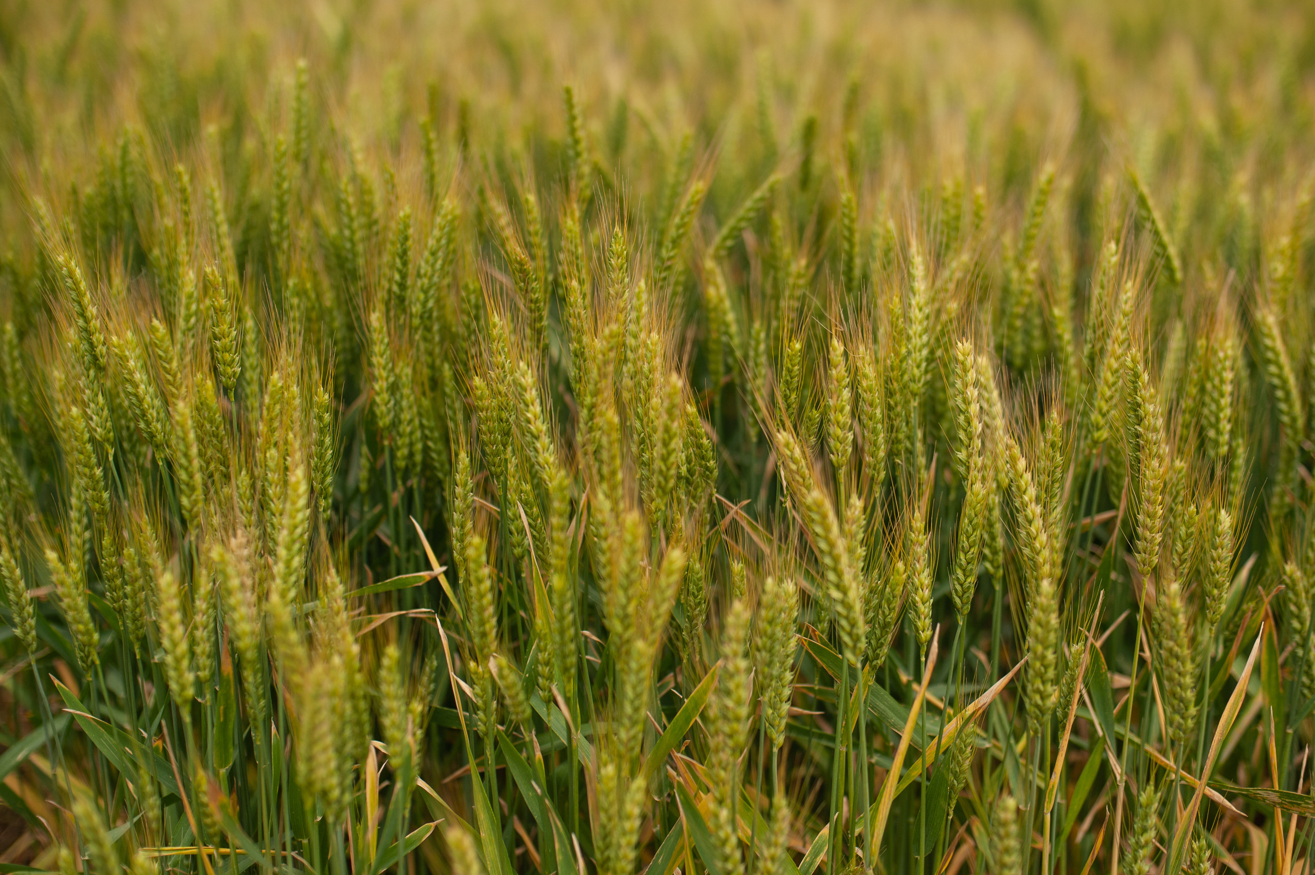 НЦЗ им. П. П. Лукьяненко «День поля». Свадебный и женский фотограф в Лиссабоне Яковлева Ольга
