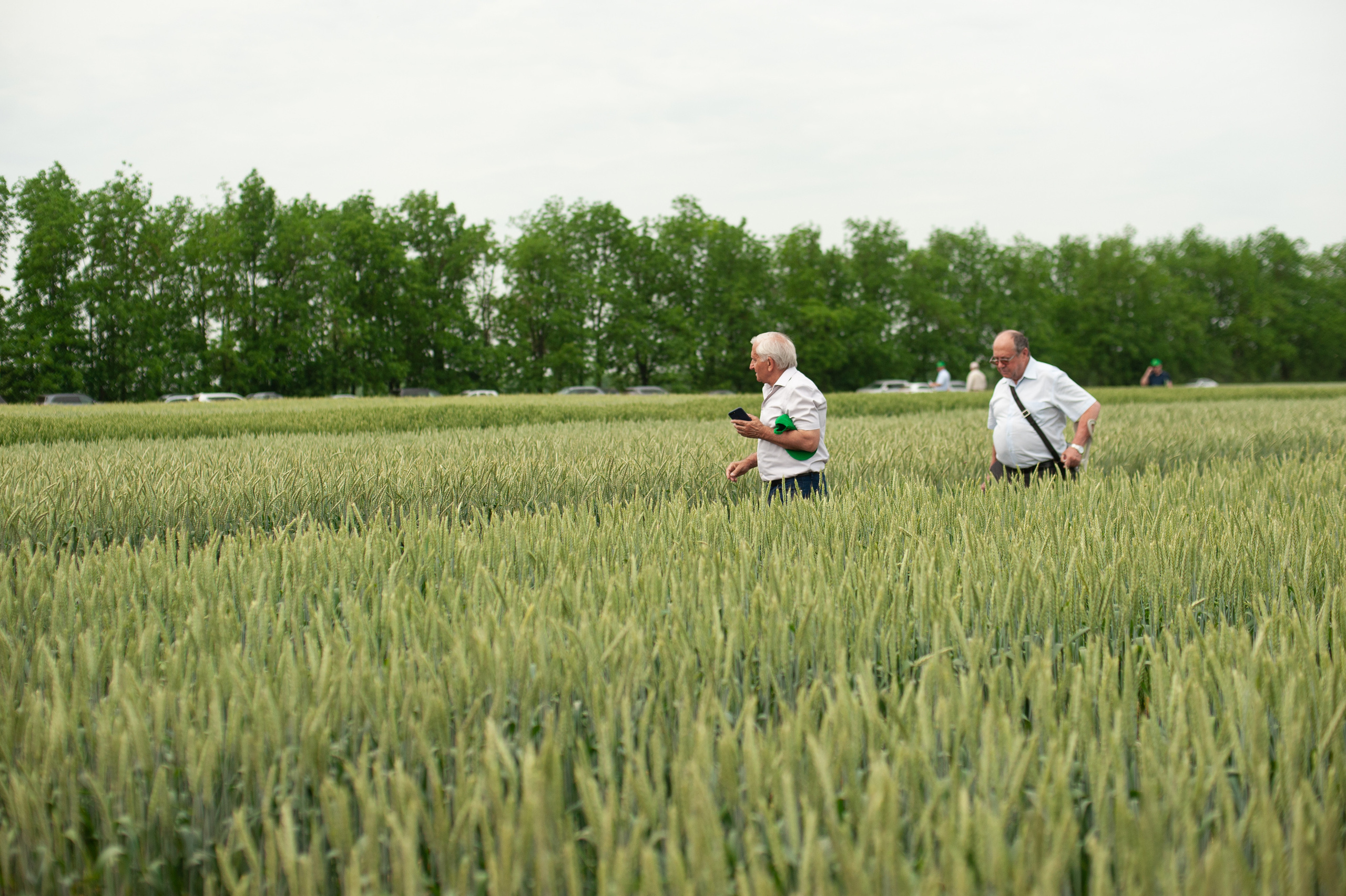 НЦЗ им. П. П. Лукьяненко «День поля». Свадебный и женский фотограф в Лиссабоне Яковлева Ольга