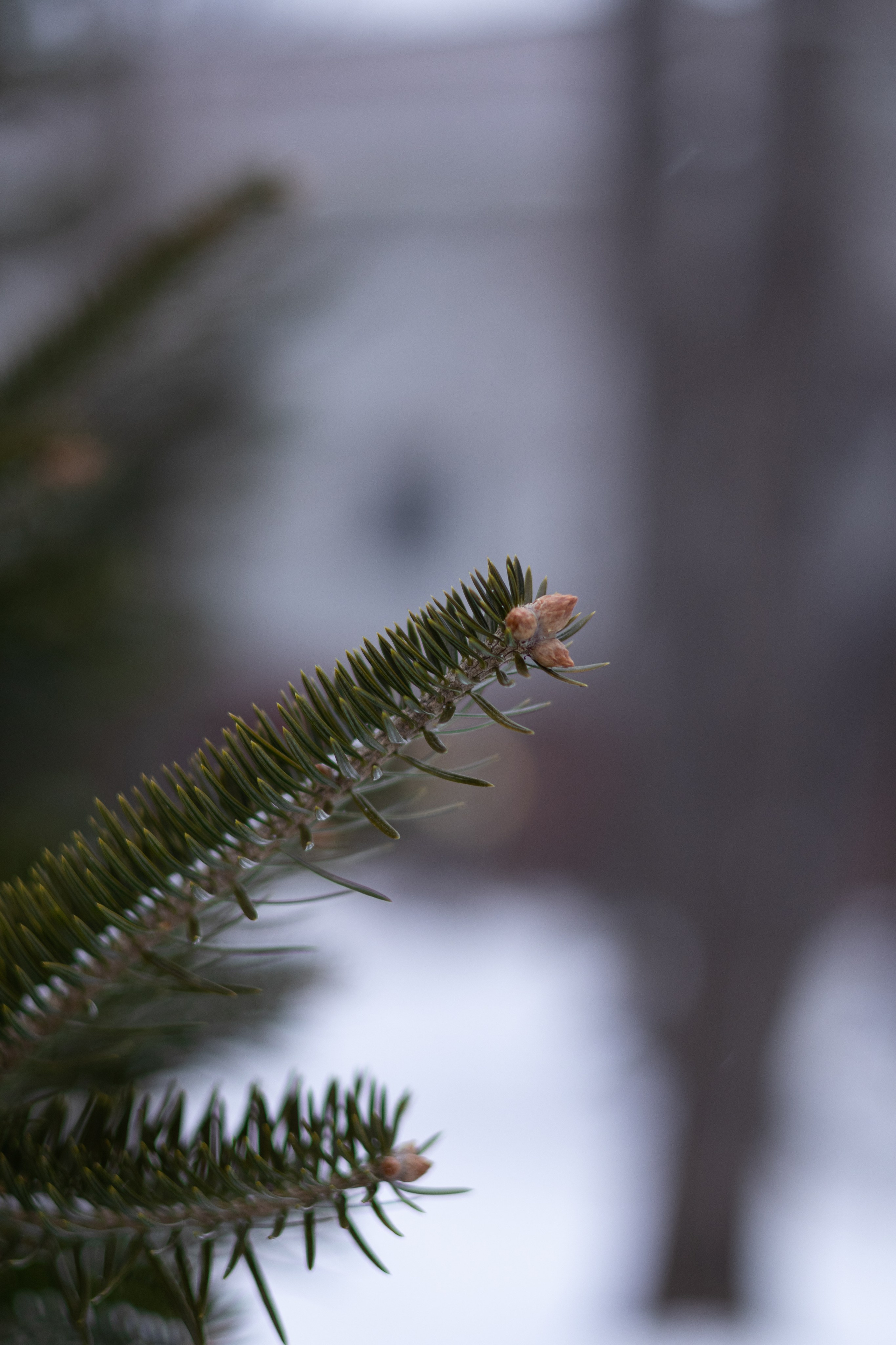 Константин Кириченко