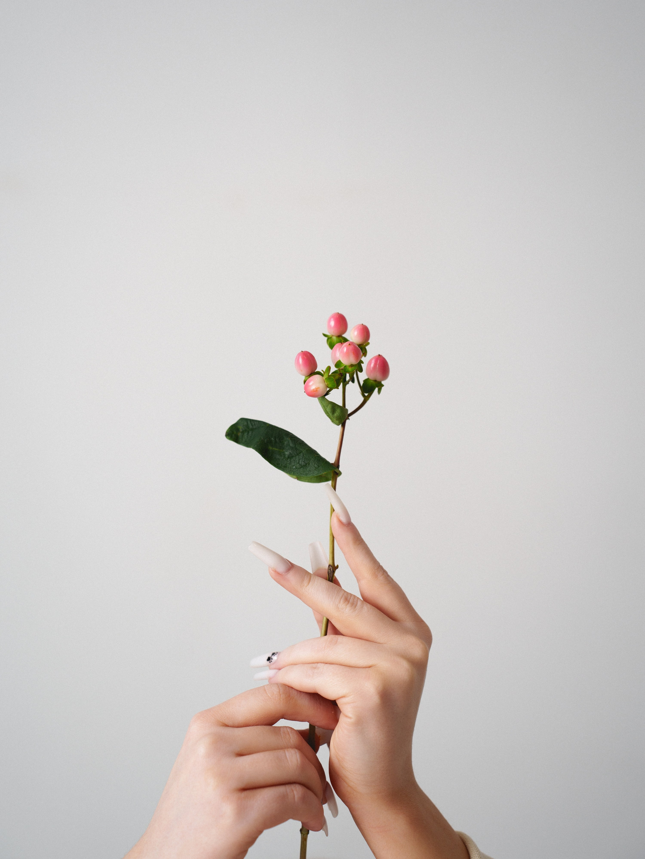 Цветы (контент к 14 февраля). Иван Упоров — фотограф, рилсмейкер чебоксары