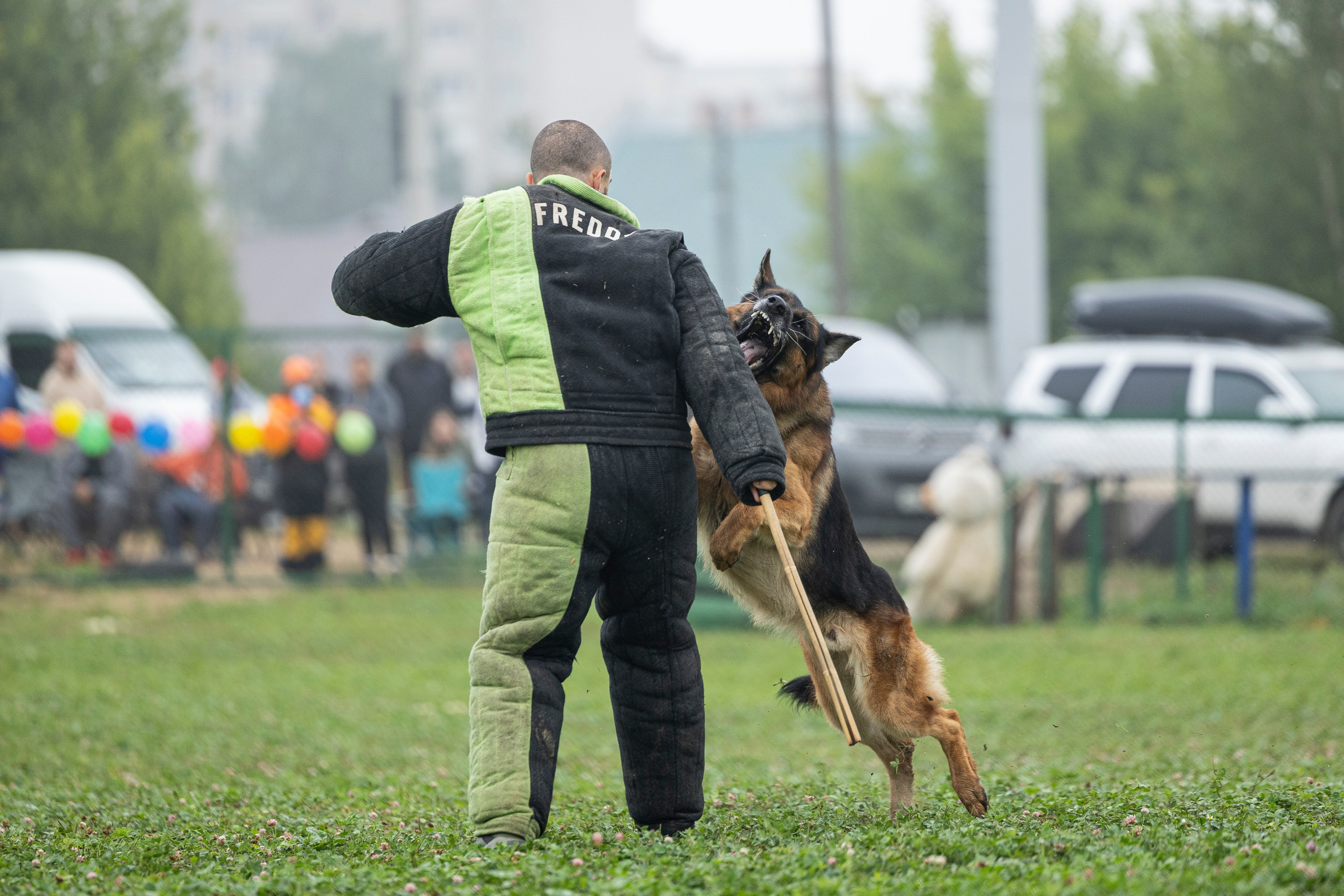 Соревнования по Мондьорингу г. Вологда 10-11.08.2024. Фотограф-анималист Анна Маринич