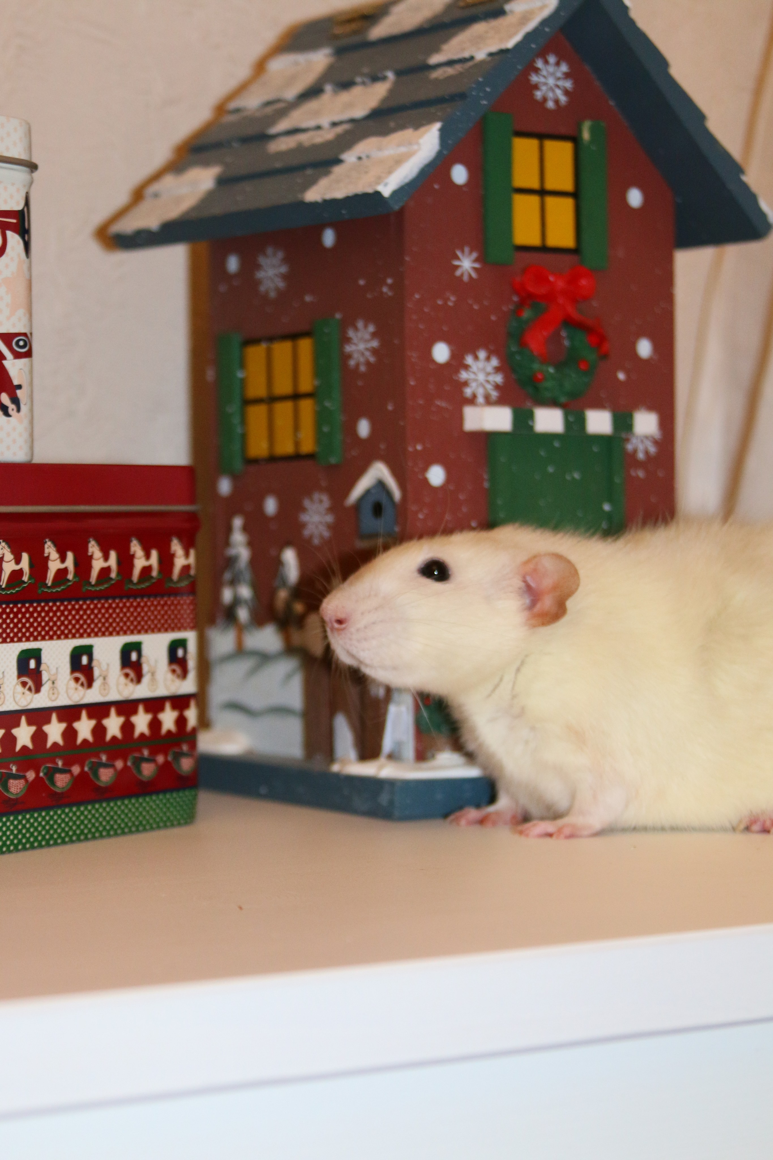 Съемка с питомцем