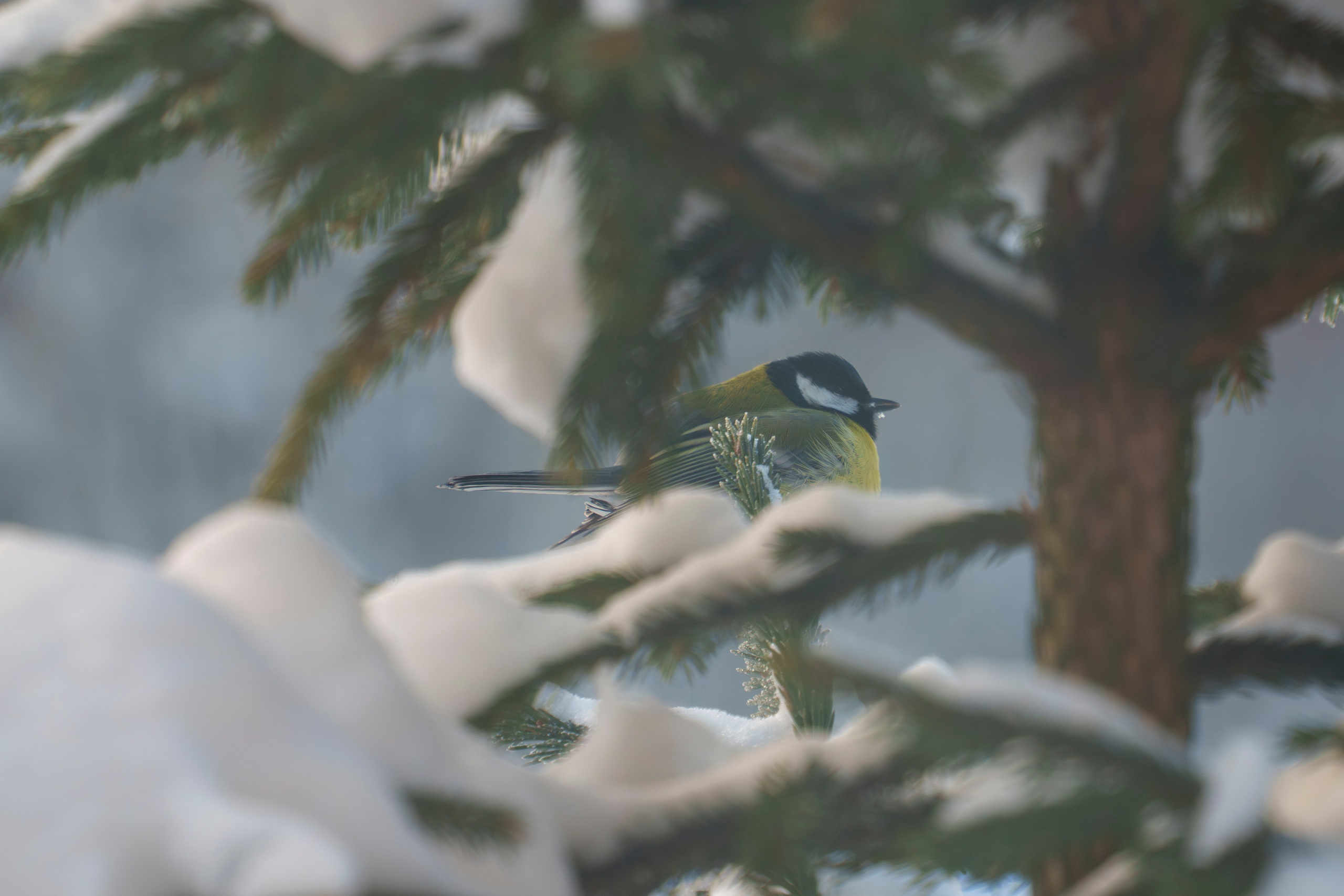 Animals — Животные