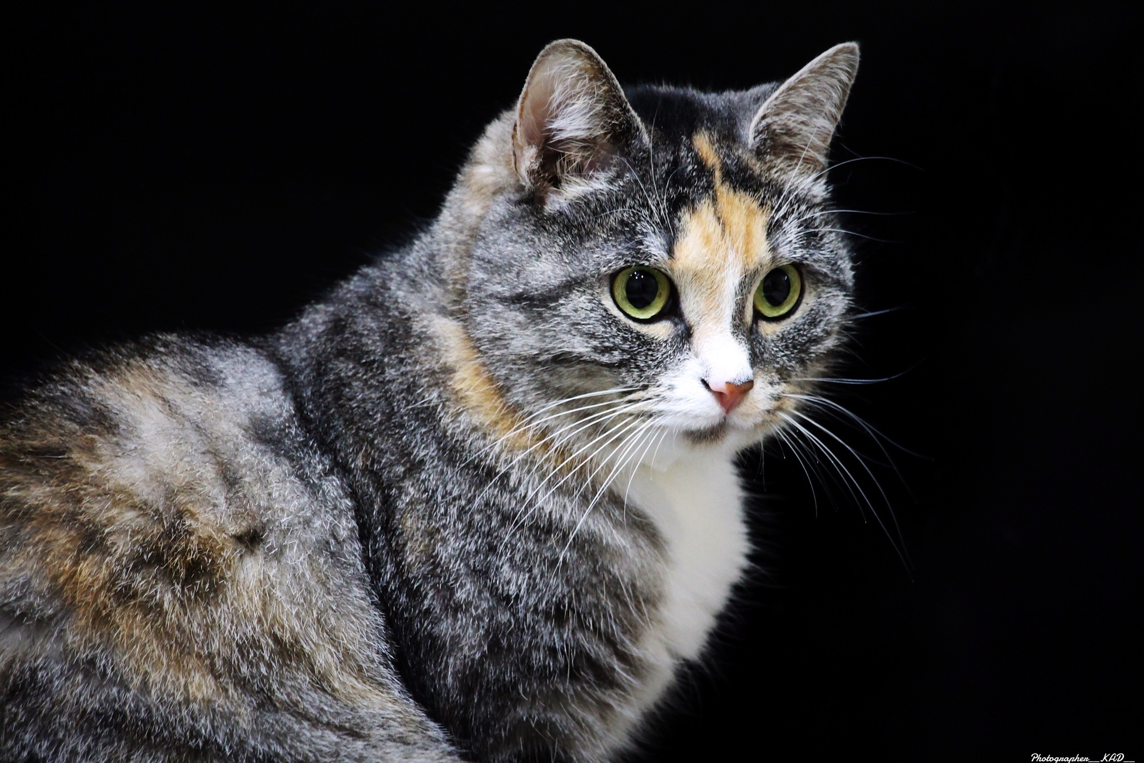 Мир животных. Photographer K.A.D