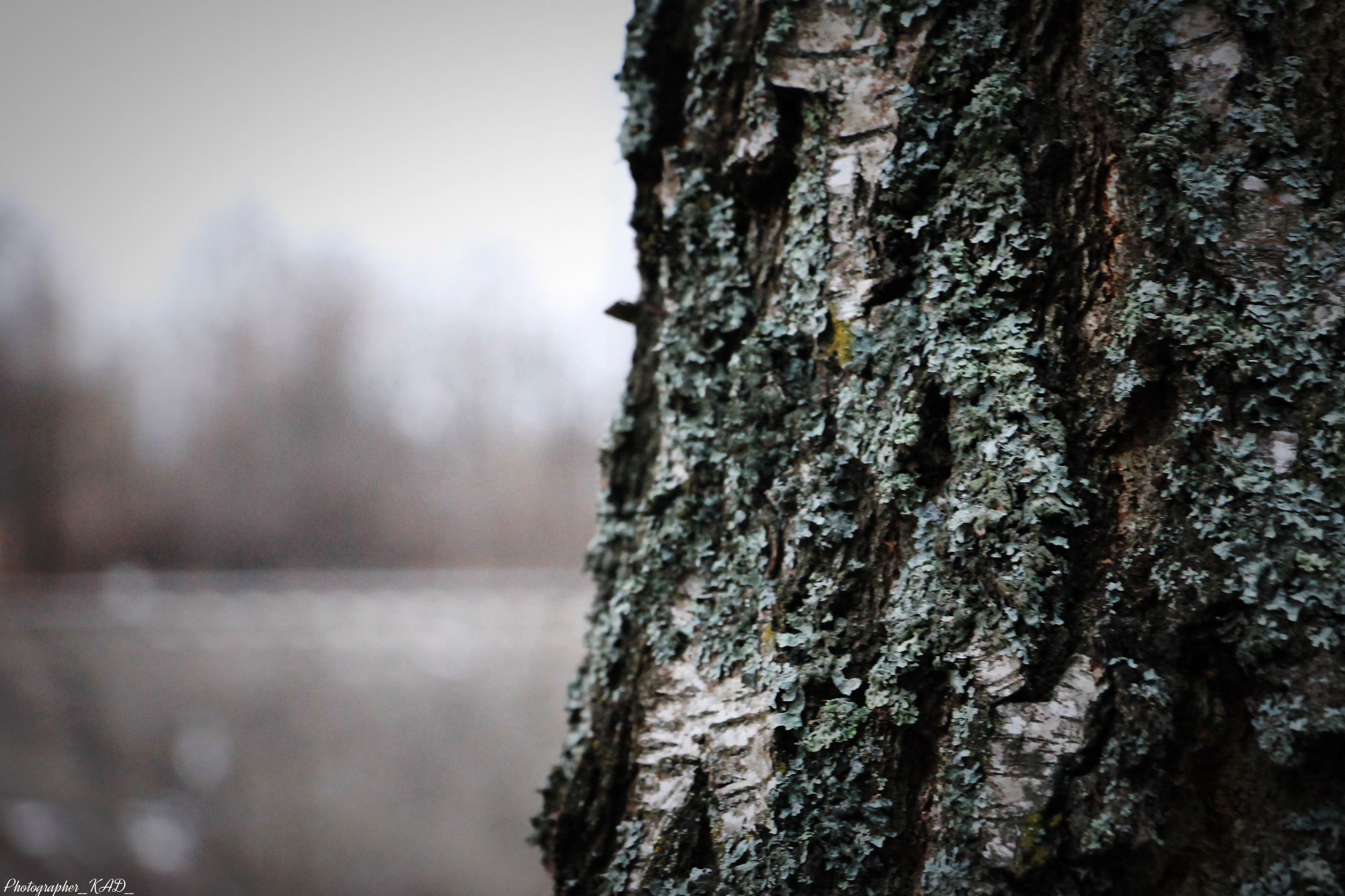 Макросъемка. Photographer K.A.D