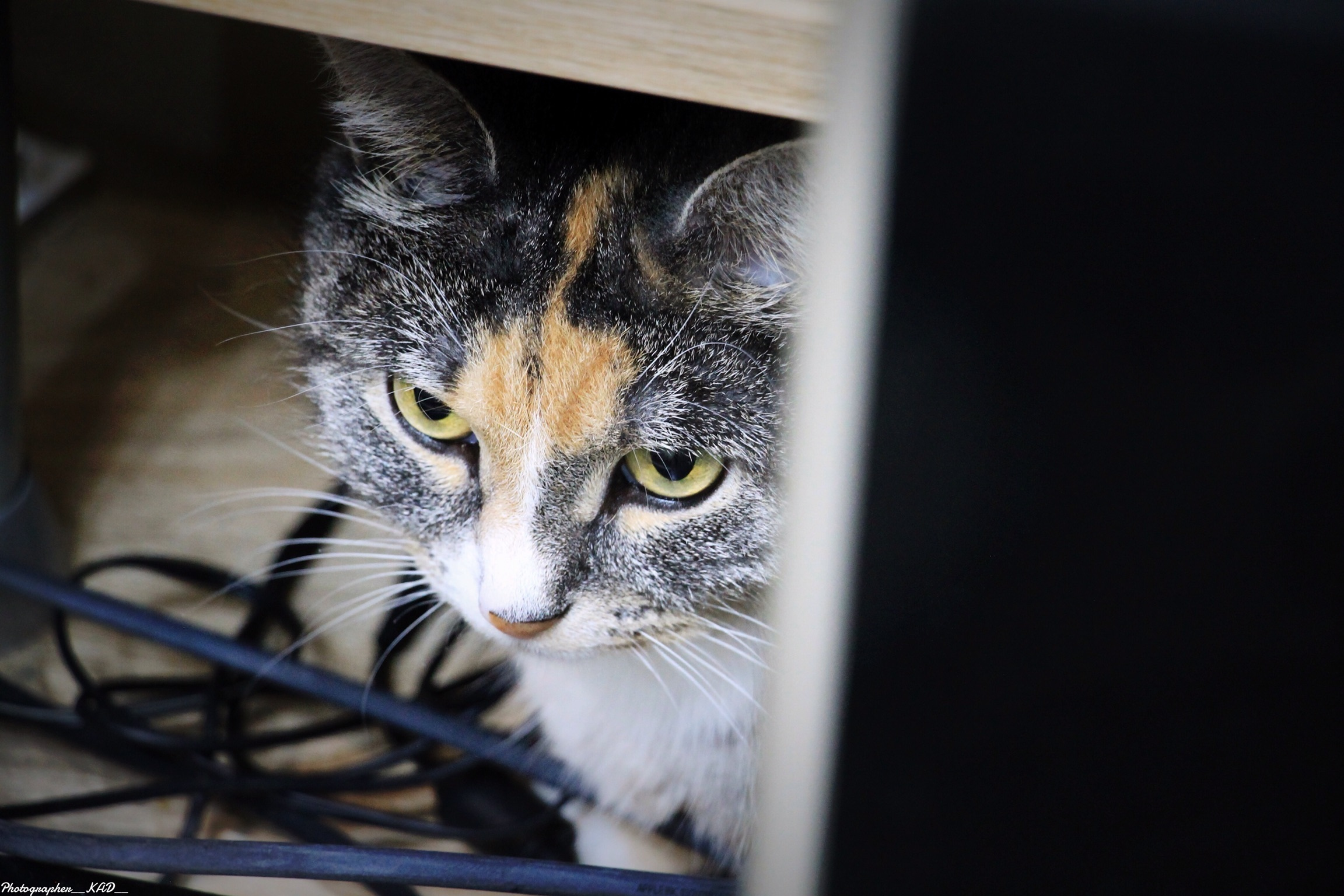 Мир животных. Photographer K.A.D