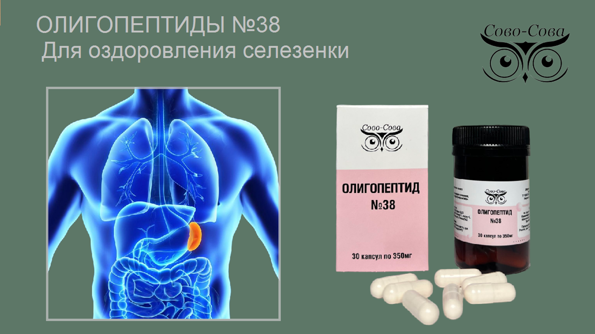 Олигопептид № 38 — Для оздоровления селезенки