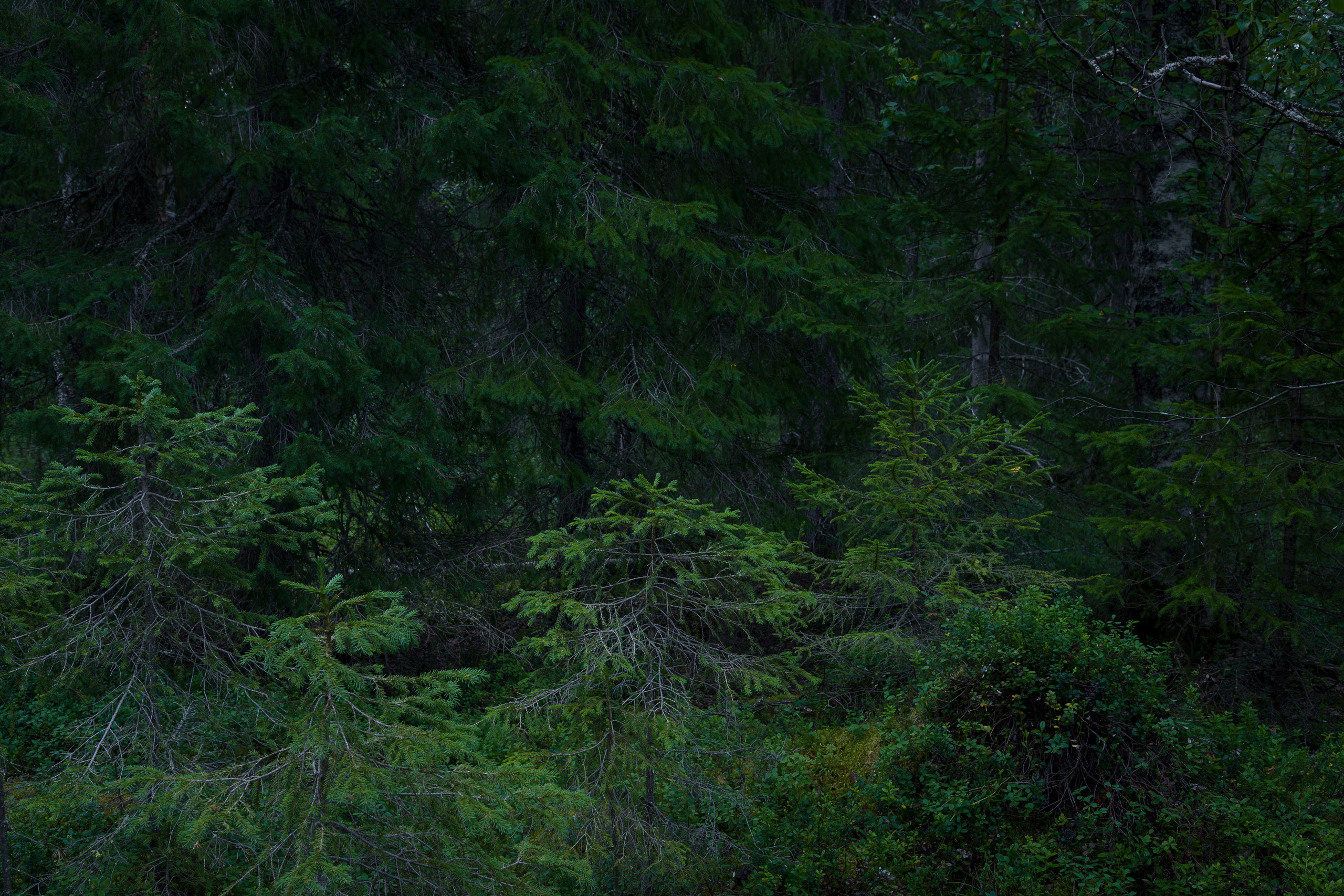 Лето. Северные Ночи