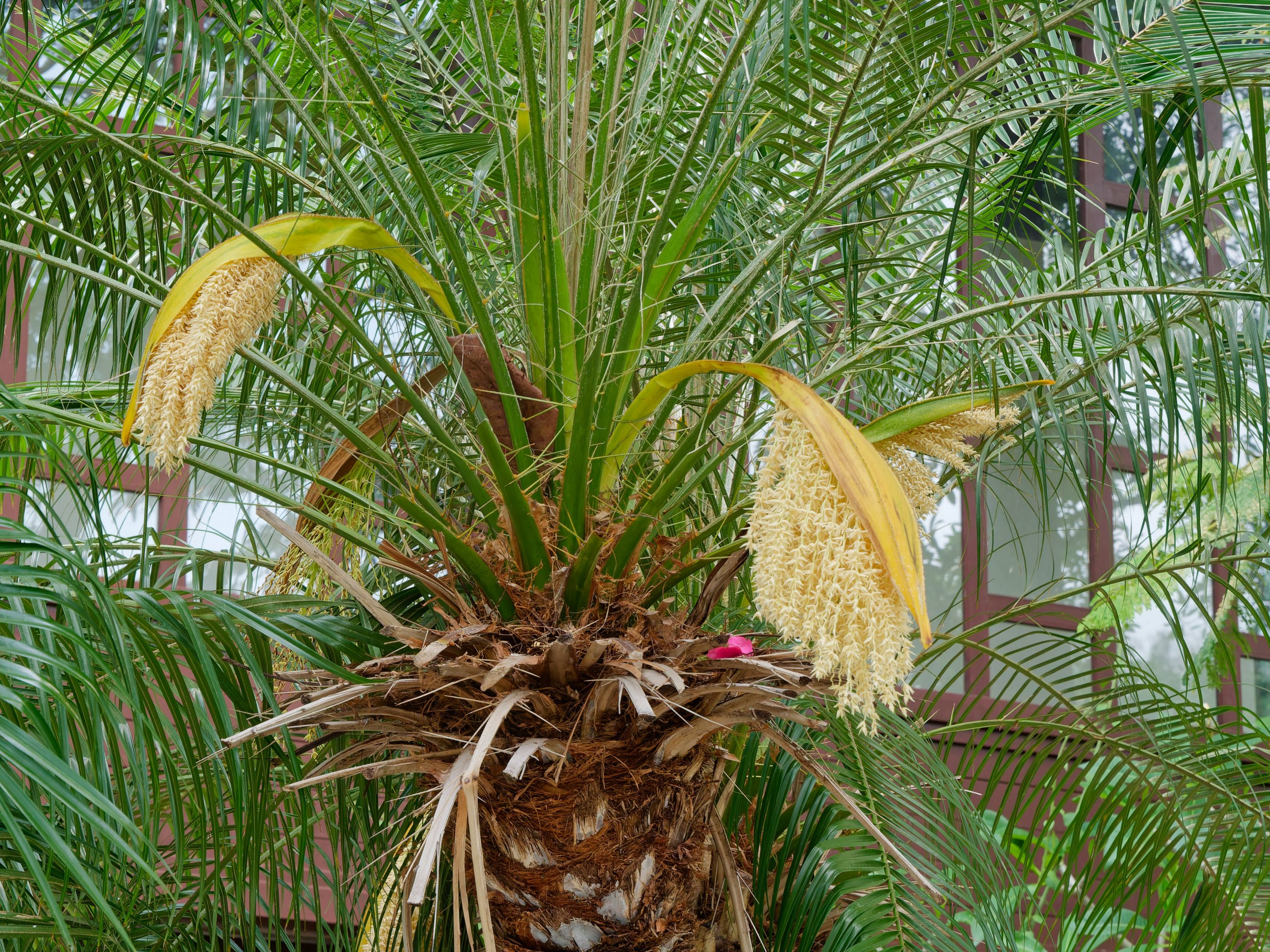 Хайнань 2026, флора, цветы и деревья. Фотопрогулки по Миру