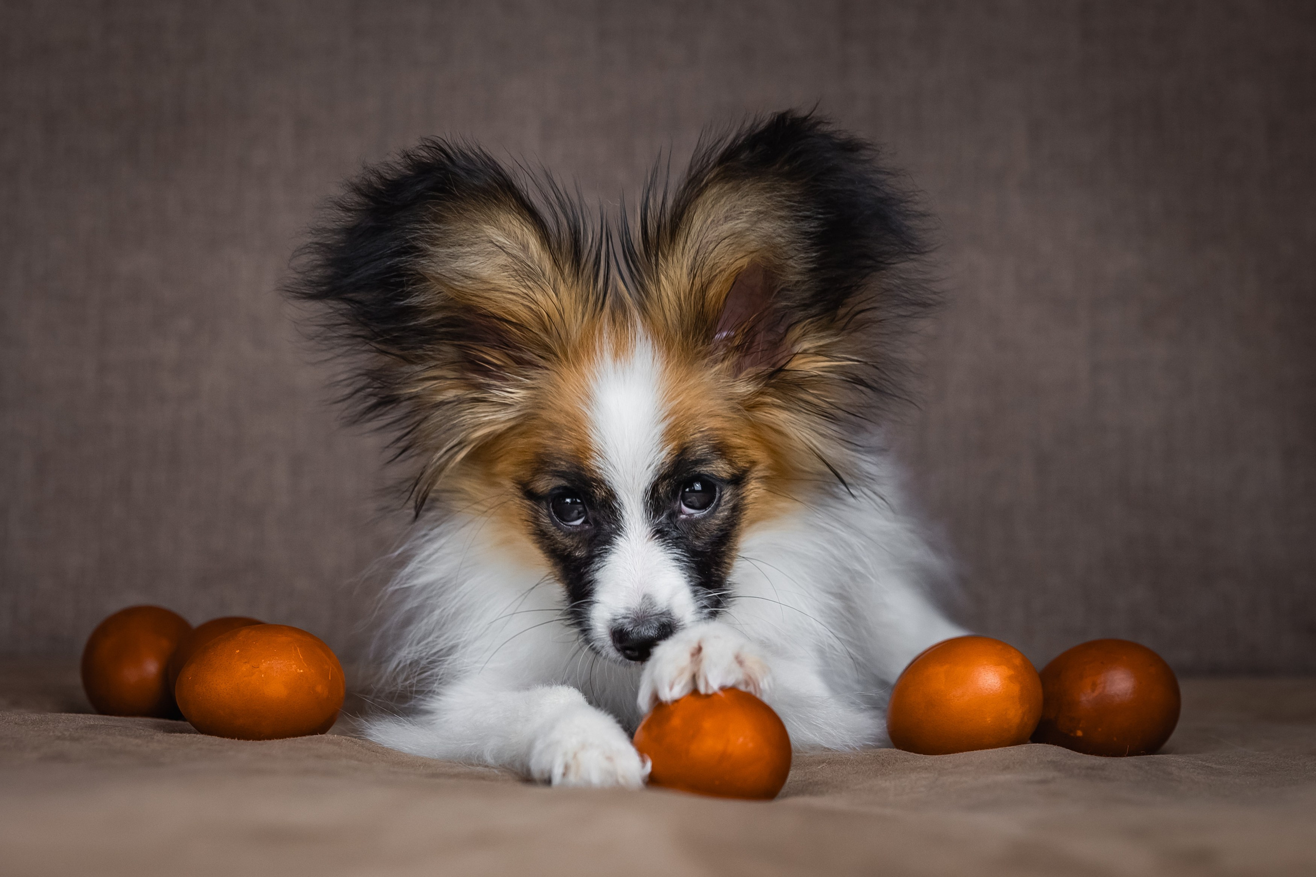 Хьюстон. Фотограф анималист Аня Ливанова | Рыбинск