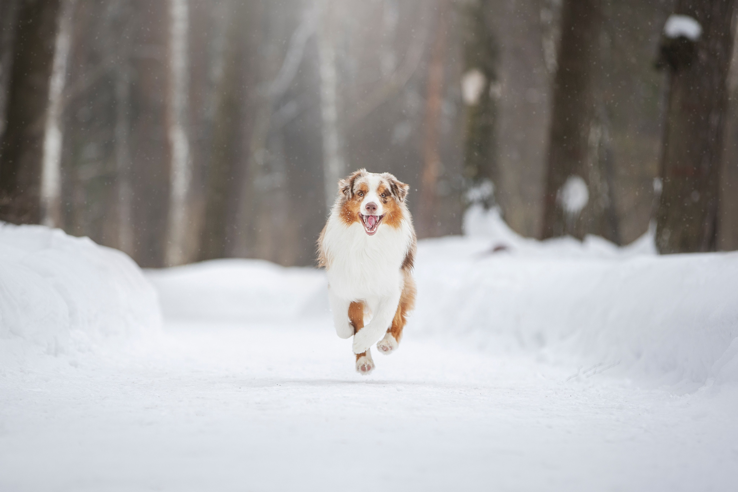 Дария, Макс, Сезам и Чили. Фотограф анималист в Москве Майорова Евгения