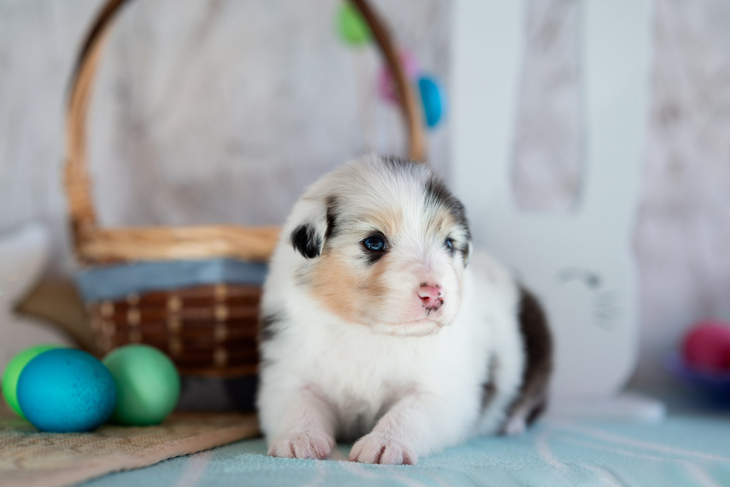Заводчик Влада Эльман. Творческий фотограф Вологда