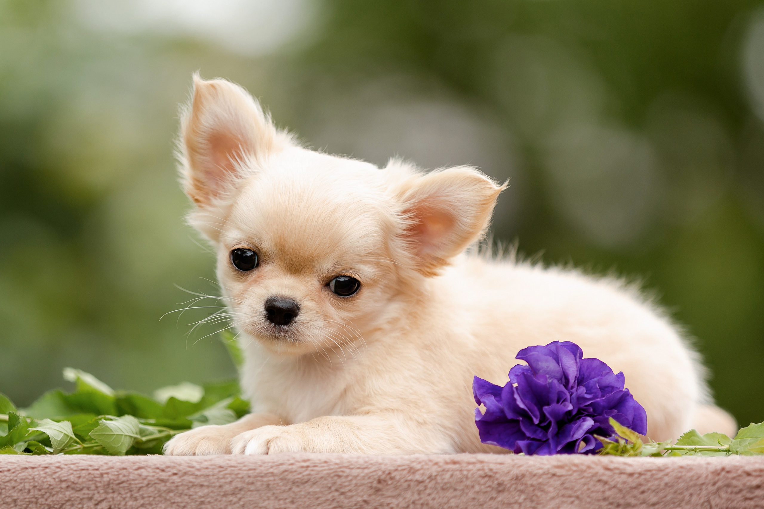 Фотосъёмка щенков. Фотограф-анималист в Краснодаре Маша Мельникова