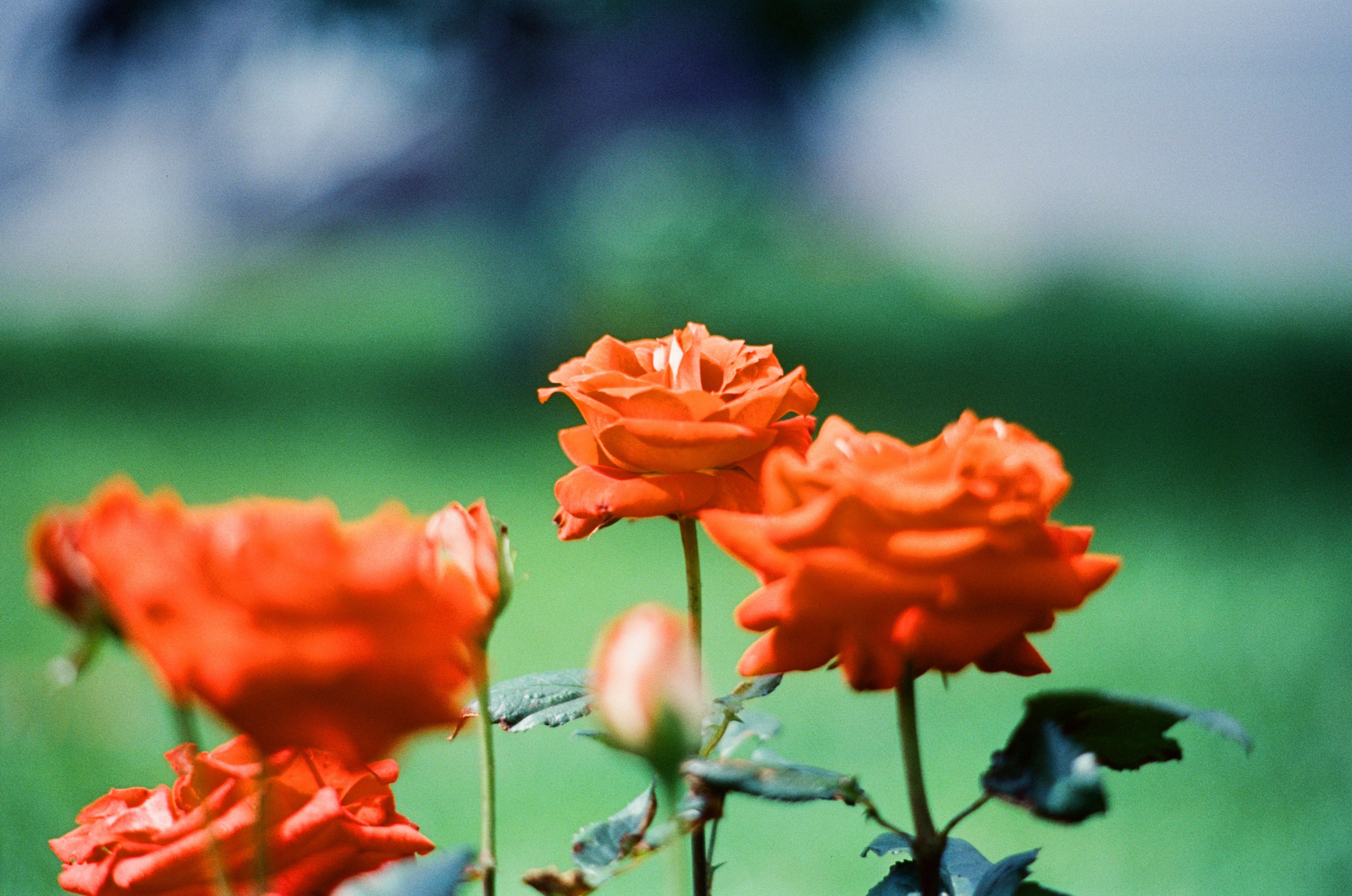 Canon 33V — Minolta MC Rokkor-PF 85 mm f1.7 | SFL 200T | июль 2025 г