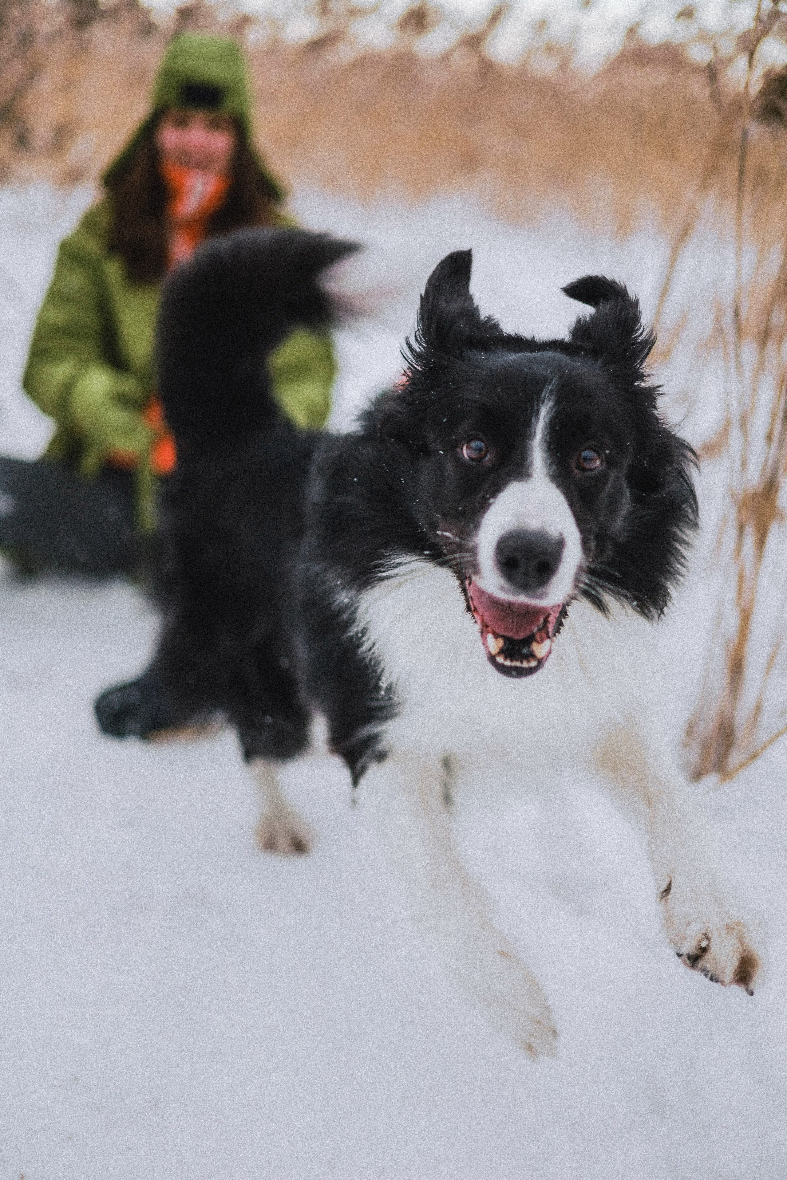 Маша, Рэм и Ньютон. Фотограф-анималист Богданова Полина