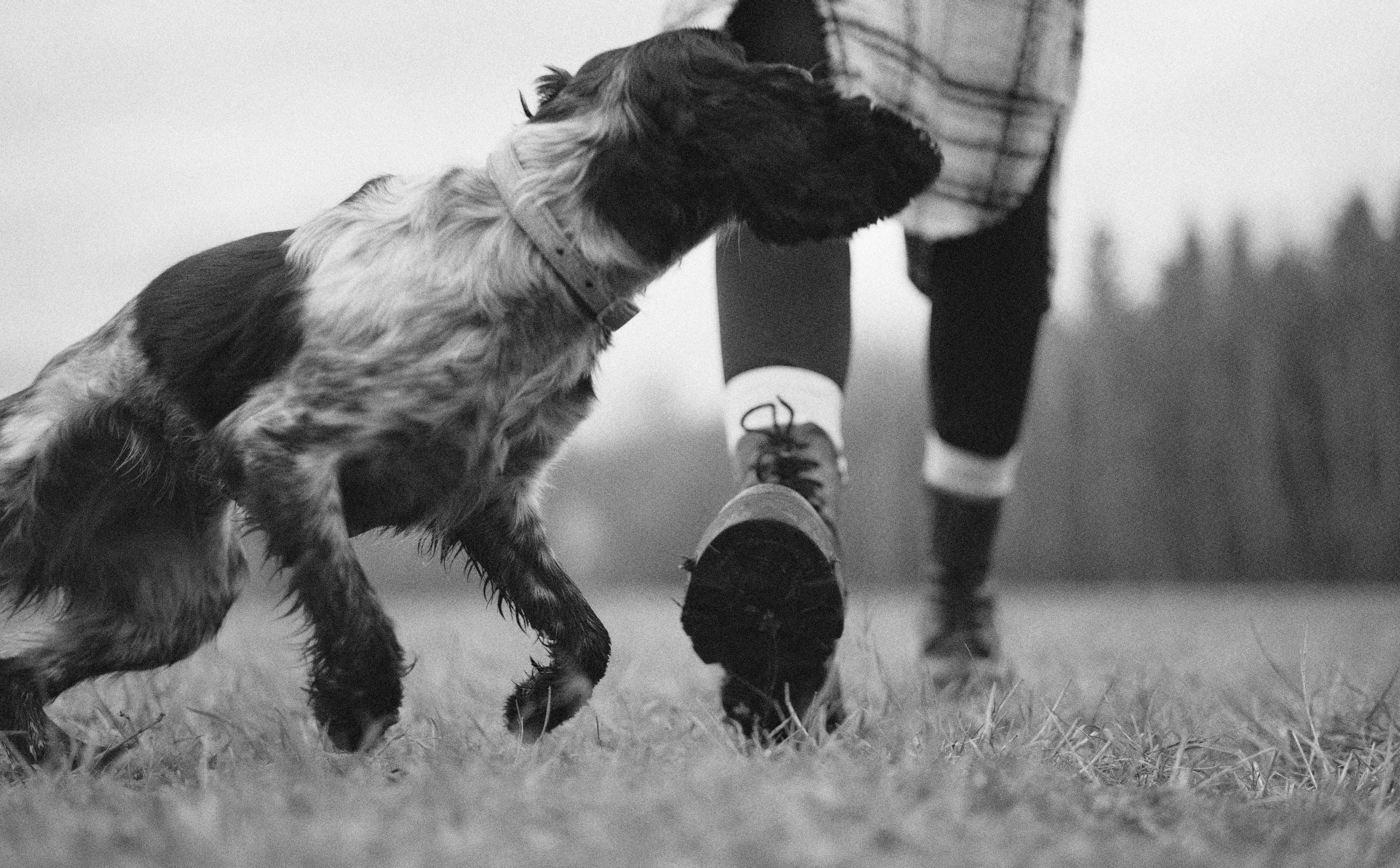 Вика и Ава. Фотограф-анималист Богданова Полина