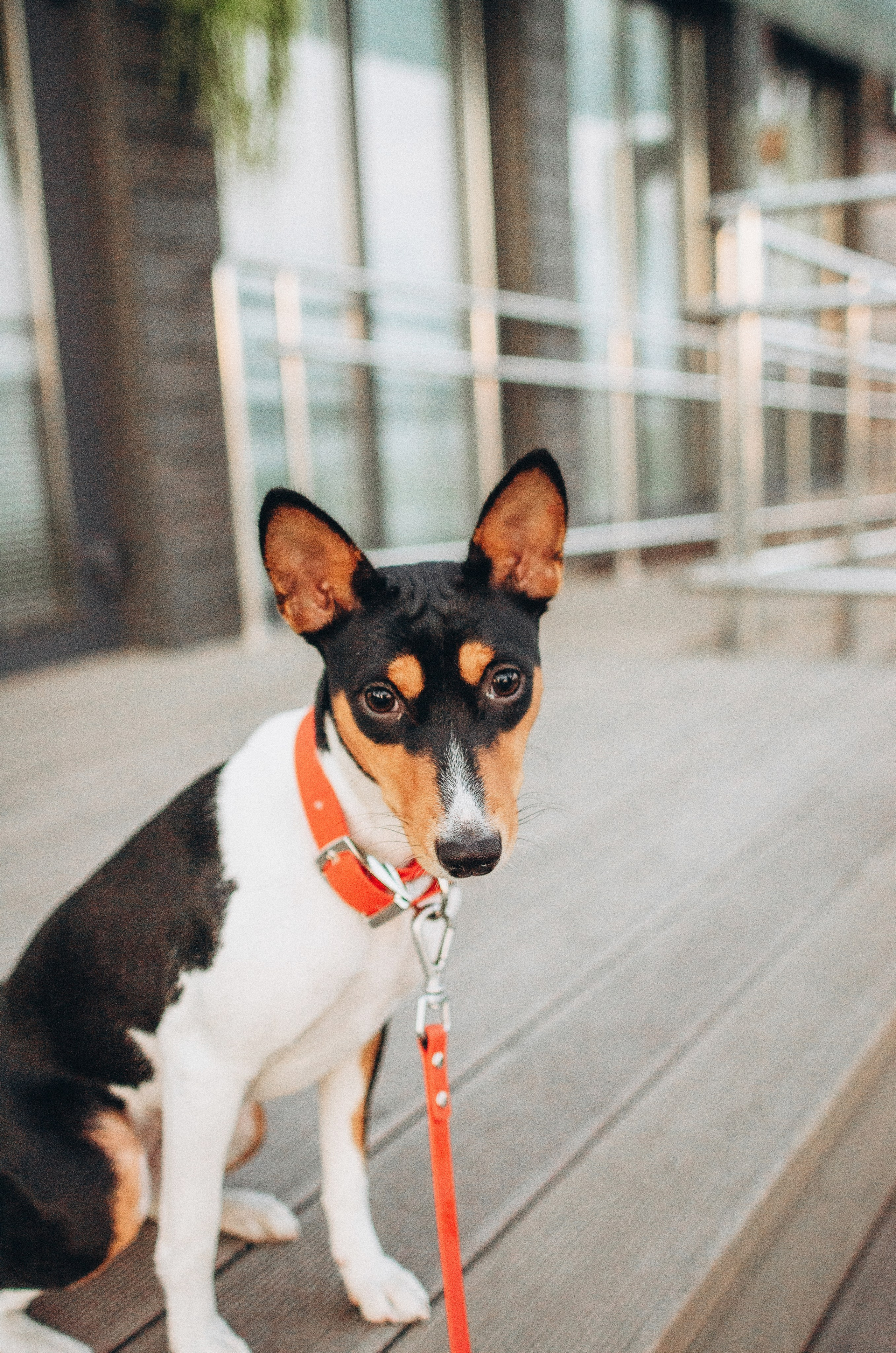Лена, Никита и Эсма. Фотограф-анималист Богданова Полина
