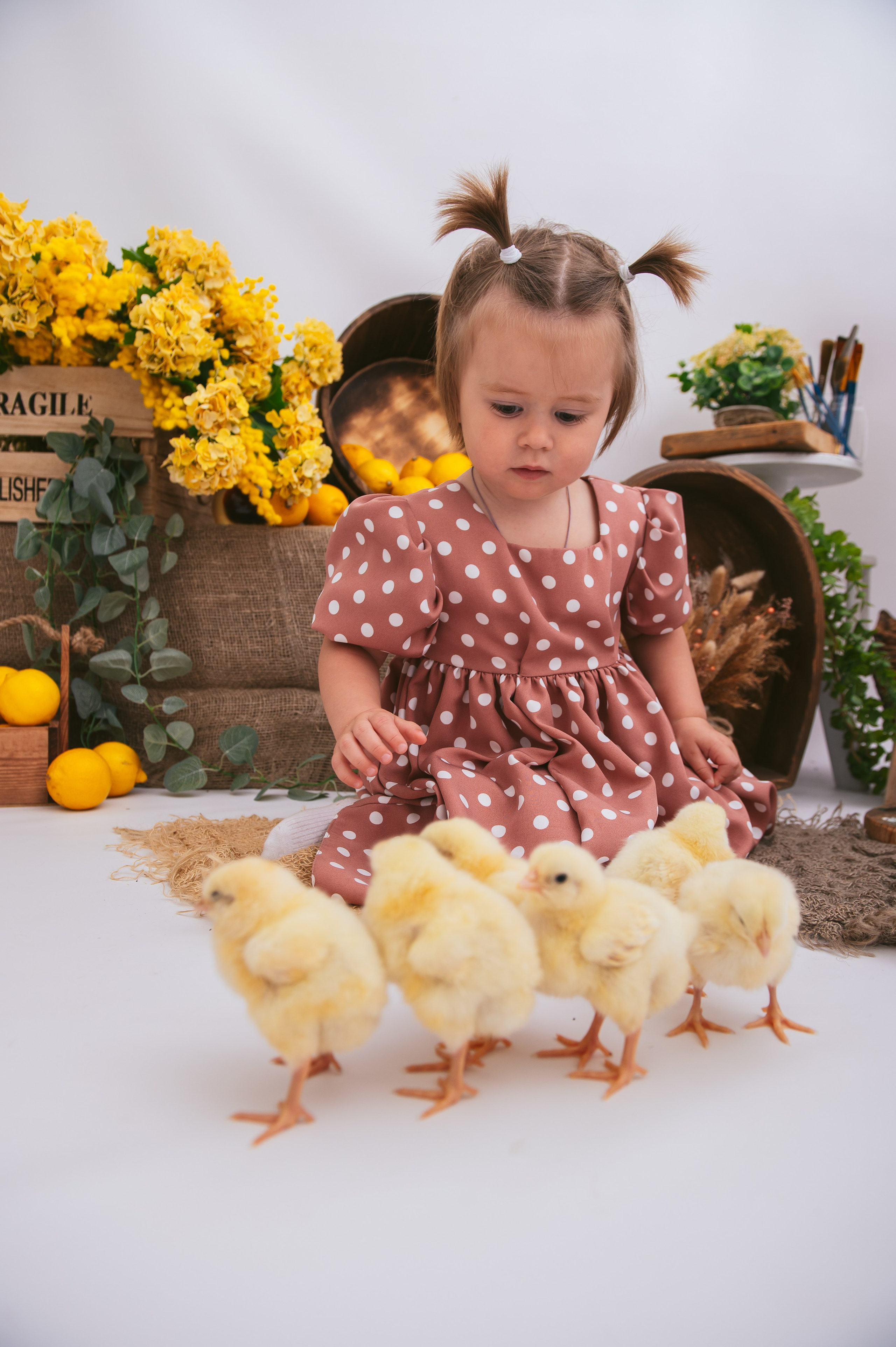 Цыплята. Детский фотограф Магадан