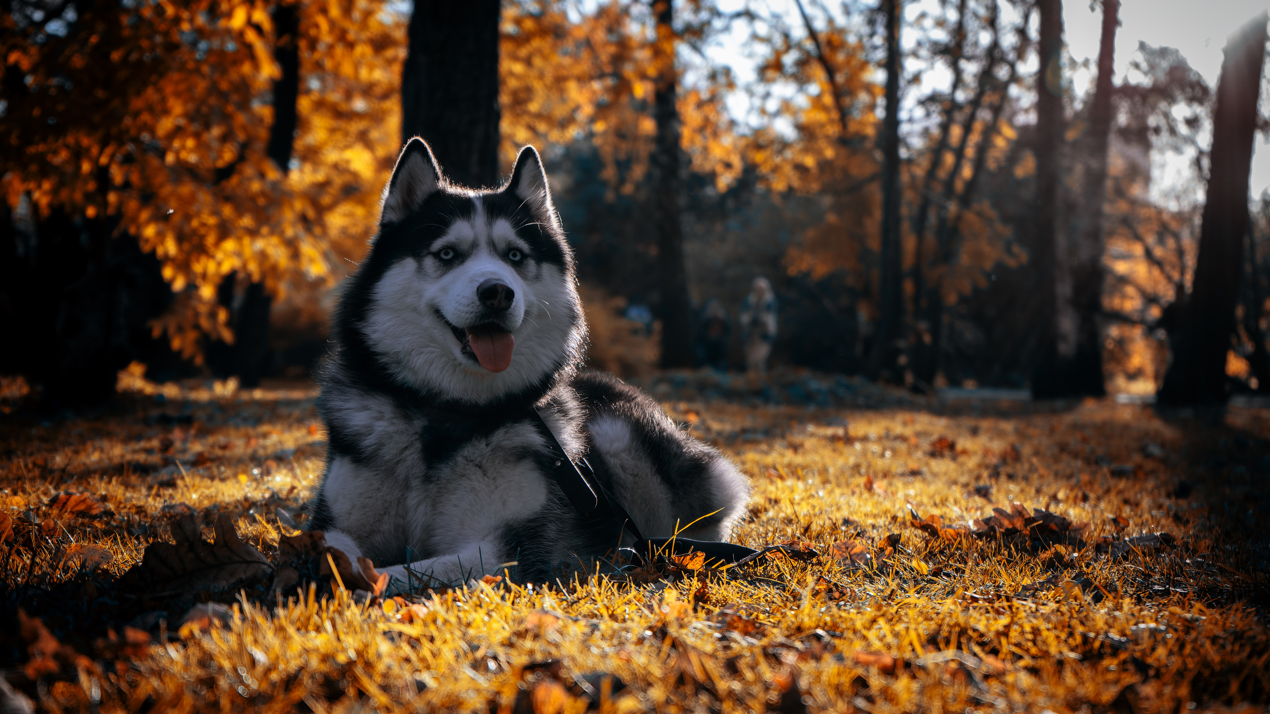 Свадебный и семейный фотограф в Москве Сергей Кравчак