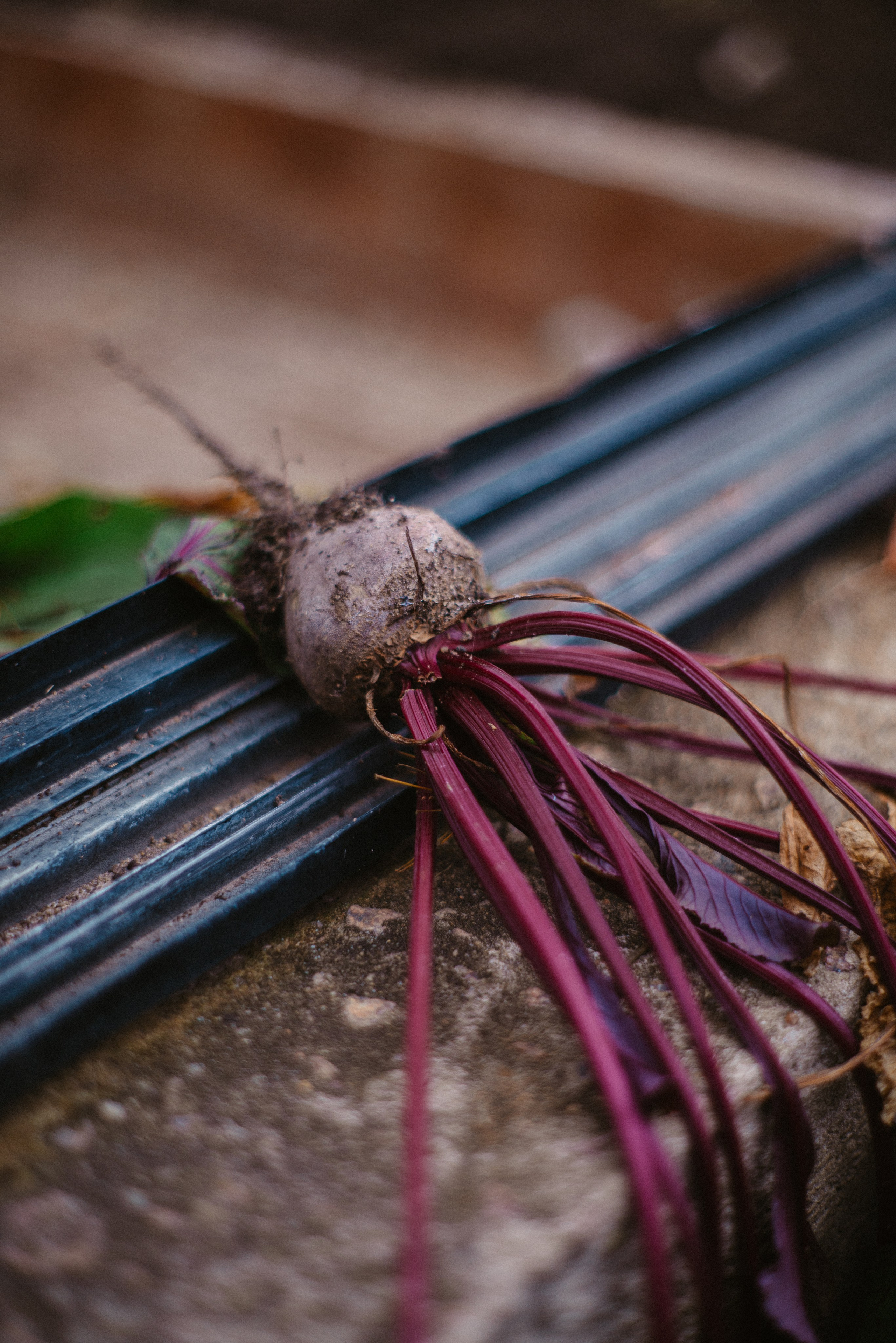 Автомобильное мероприятие совместно с Автокультурой и Jaguar Club. Жуков Илья  свадебный фотограф в Москве