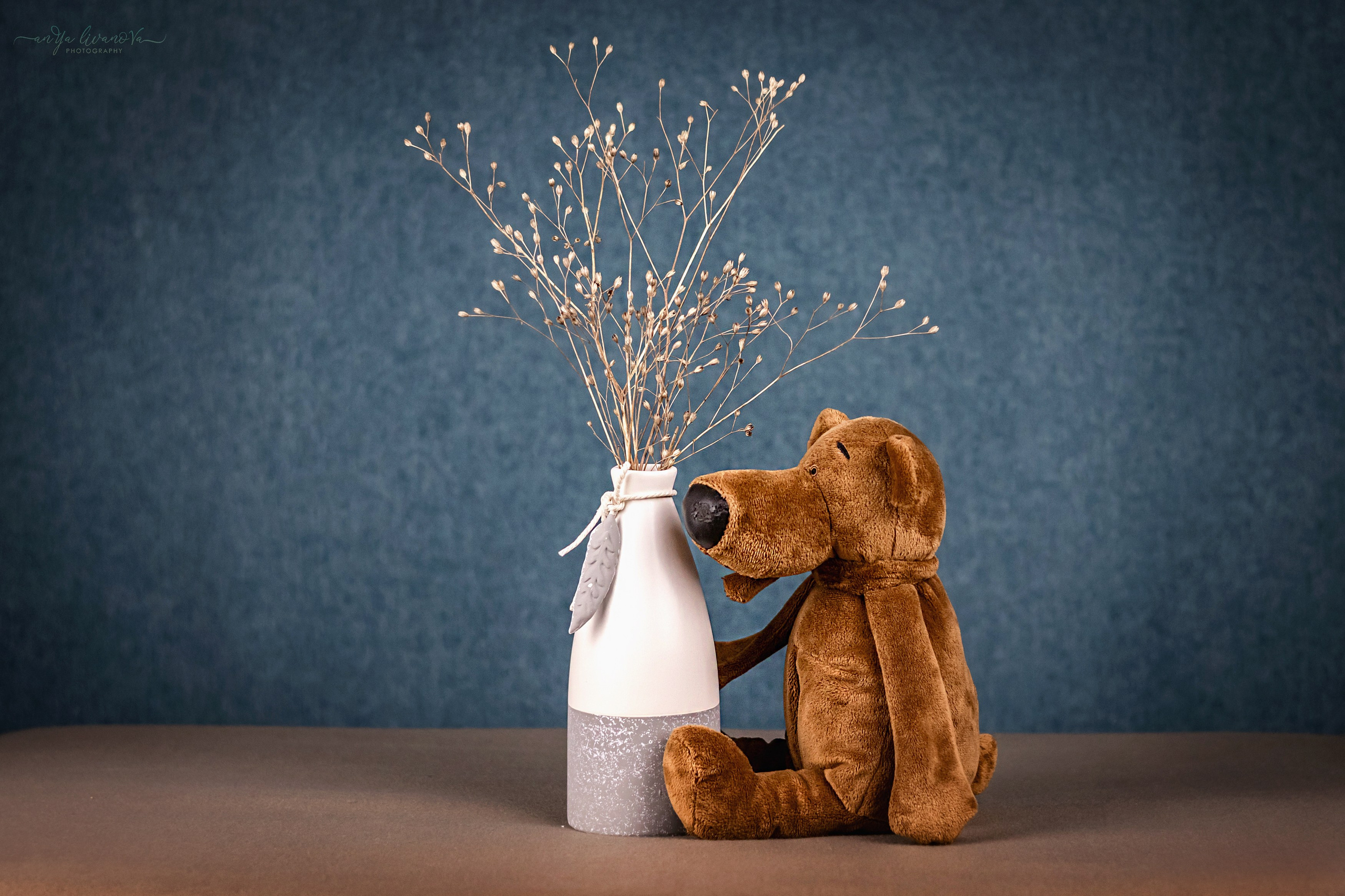 Бирюзовый фон. Фотограф анималист Аня Ливанова | Рыбинск