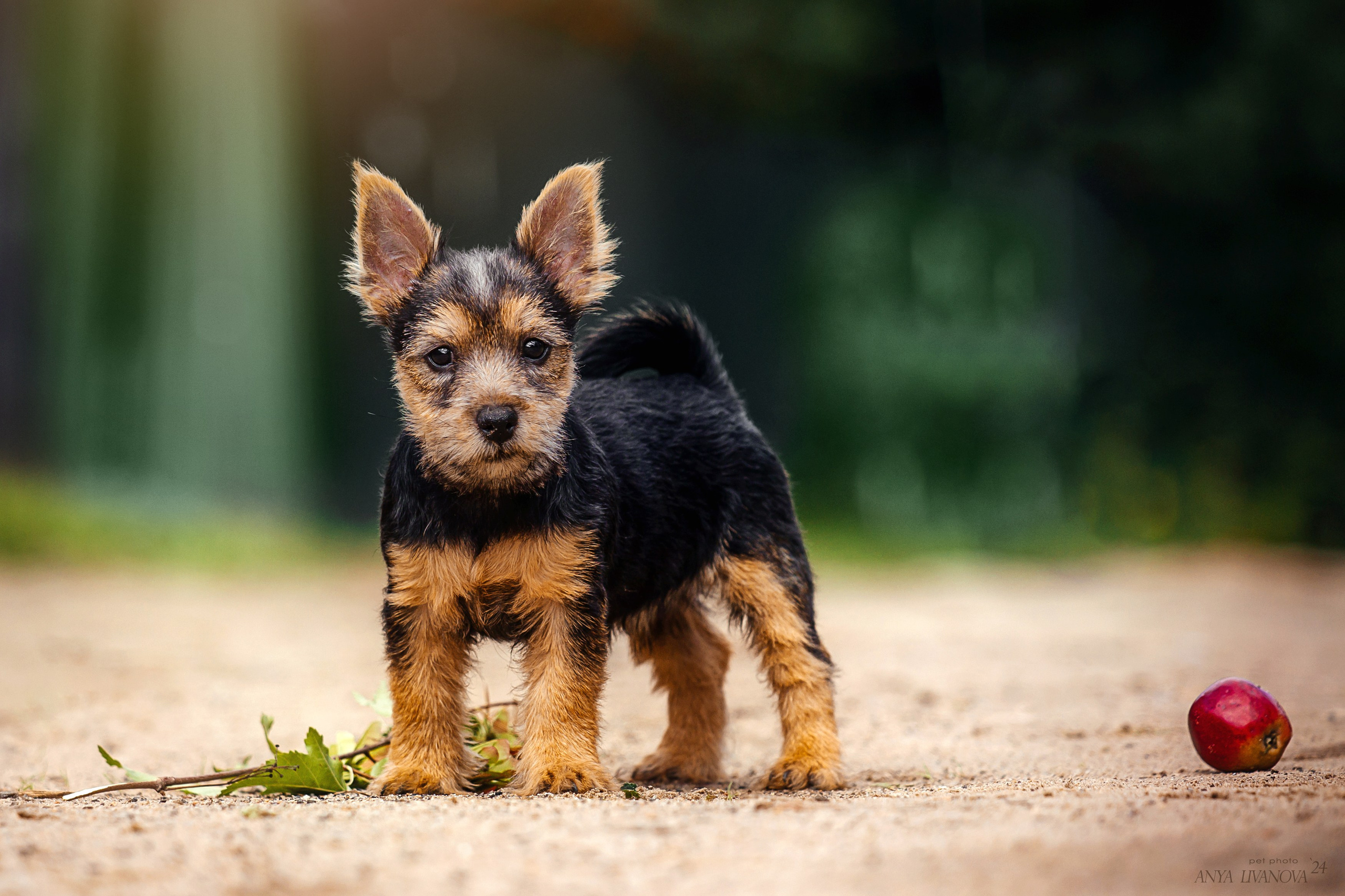 Норвичи. Фотограф анималист Аня Ливанова | Рыбинск