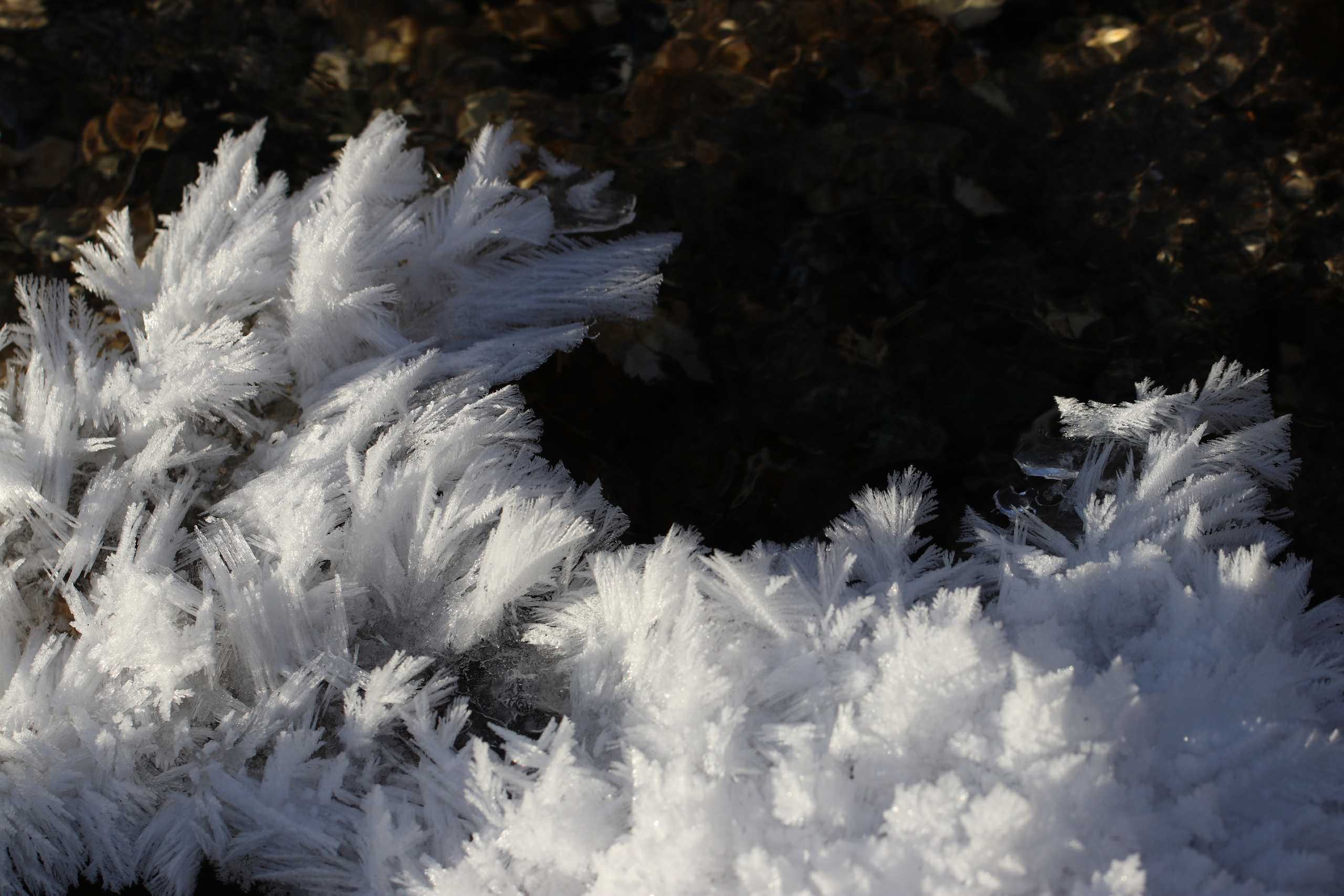 Аршан. Январь 2022. Путешественник-фотограф из Санкт-Петербурга Татьяна Свистулина