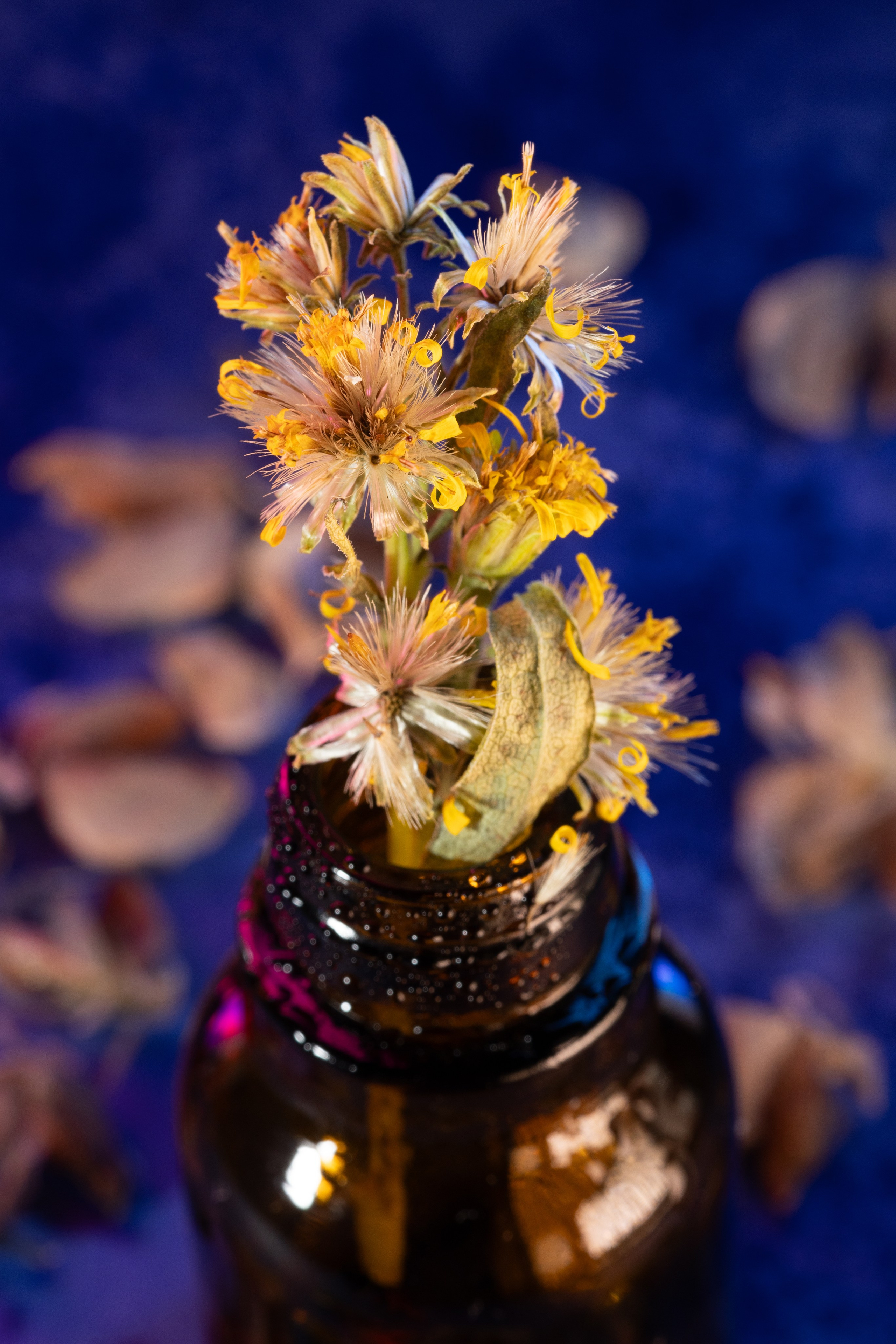 Макро. Фотограф Виктор Степанов