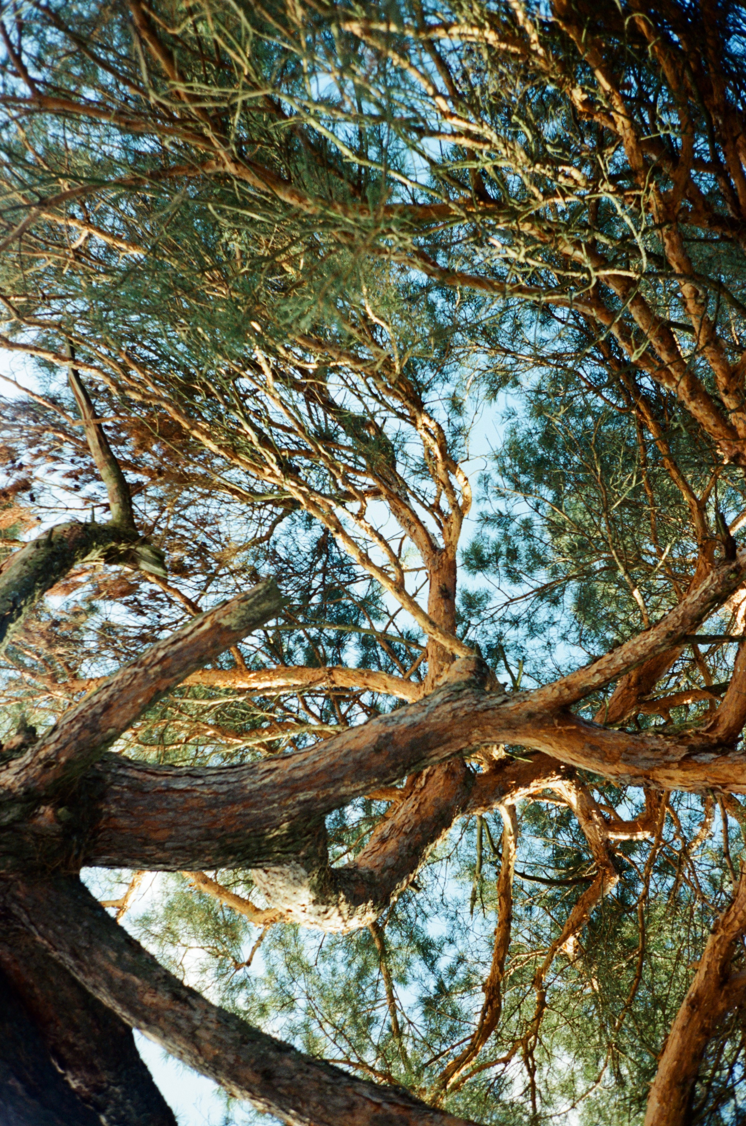 Grain. Artem Khusainov