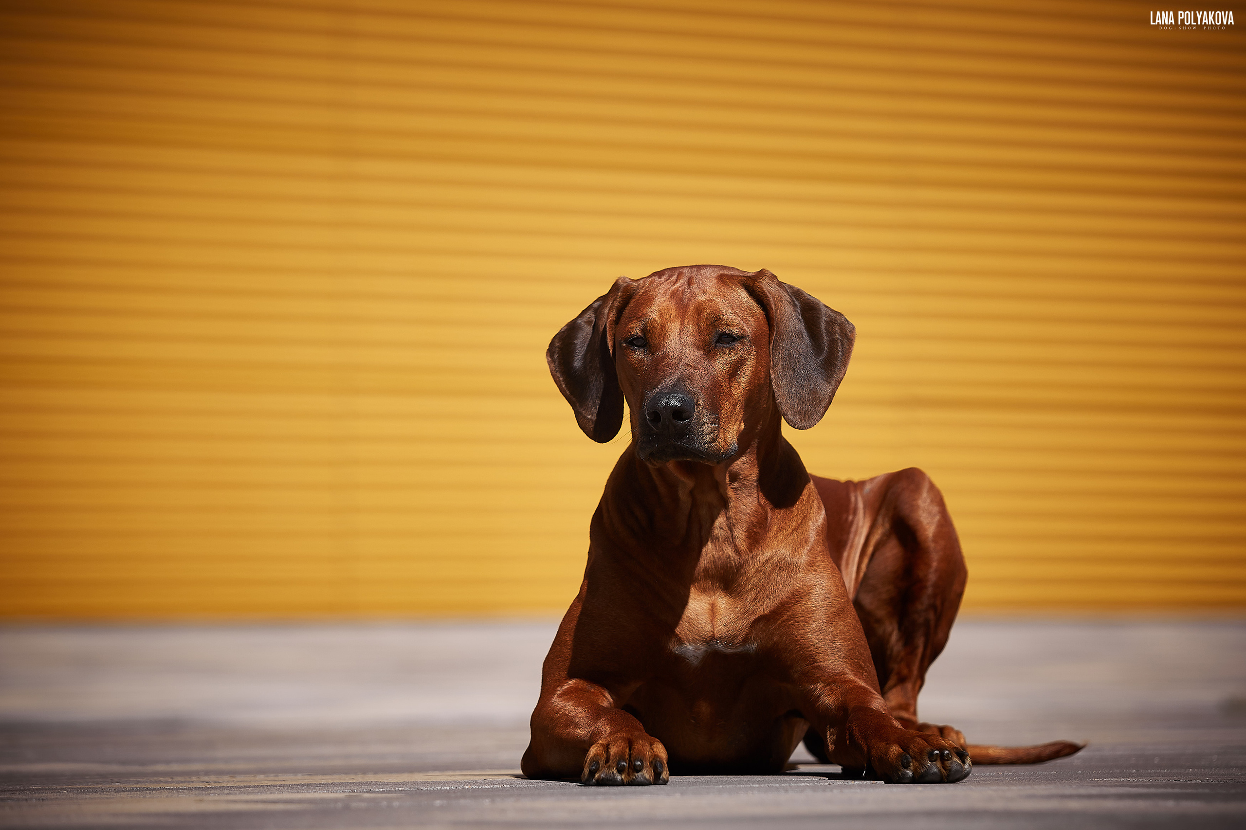 БЕЛЫЕ НОЧИ-2019, 2-x CACIB Санкт-Петербург, ЭКСПОФОРУМ