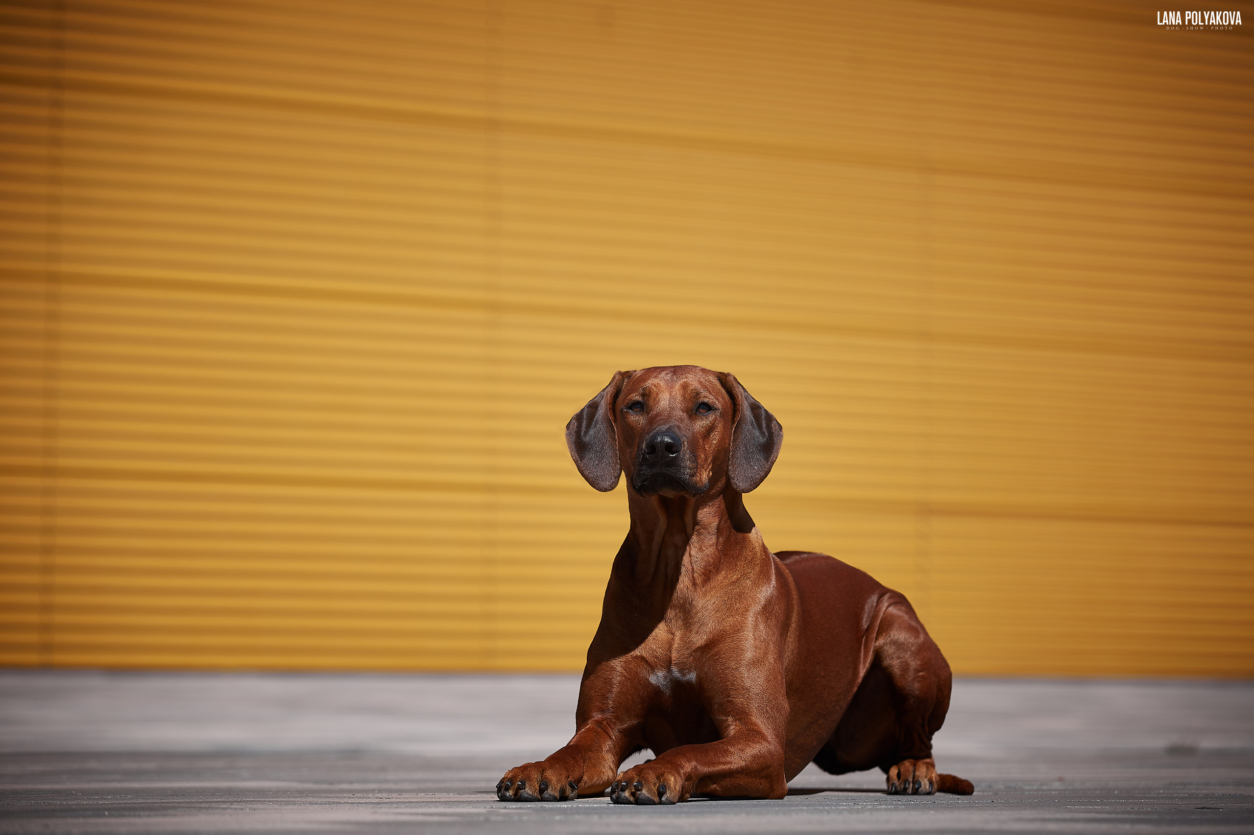 БЕЛЫЕ НОЧИ-2019, 2-x CACIB Санкт-Петербург, ЭКСПОФОРУМ