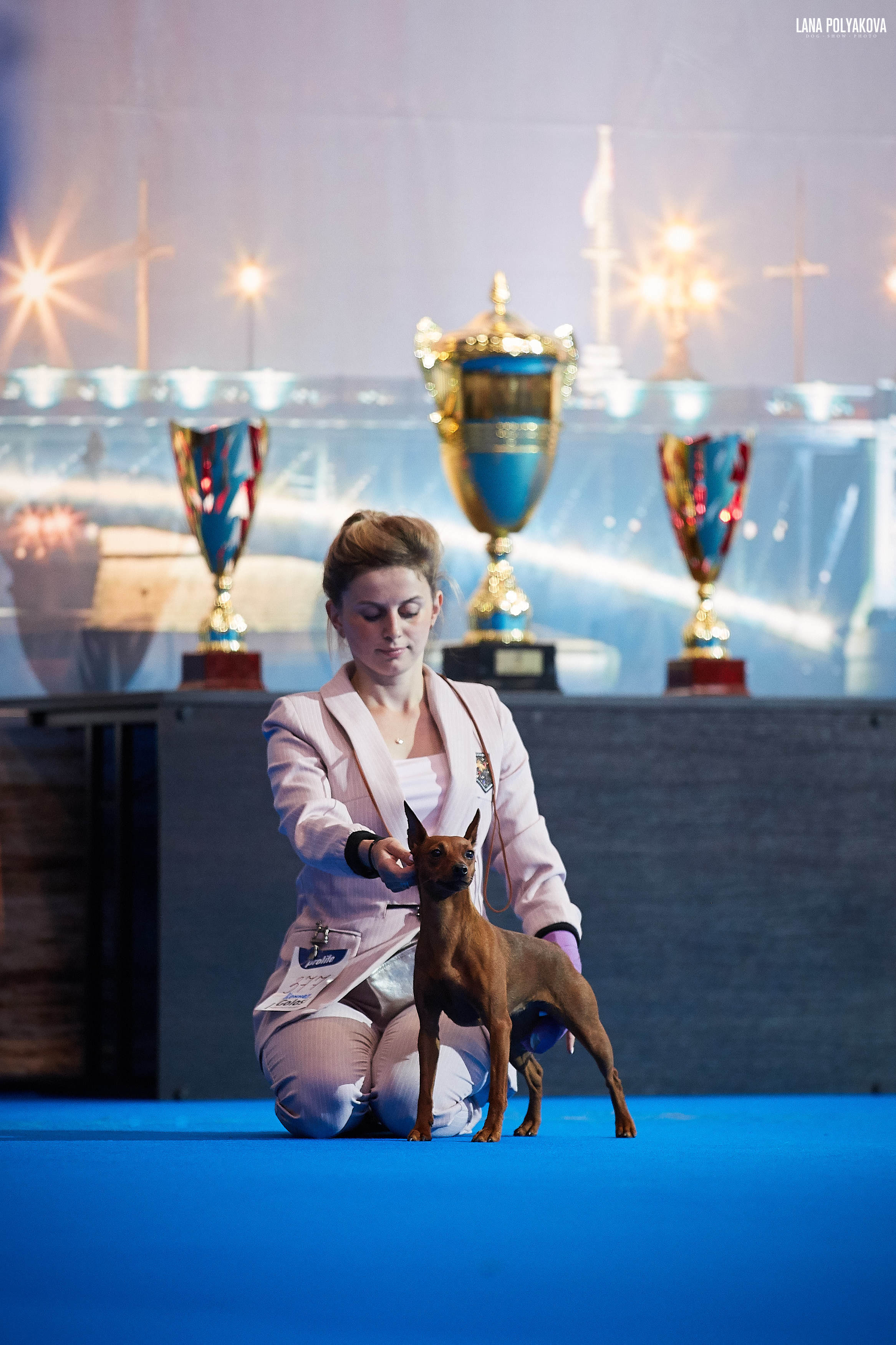 БЕЛЫЕ НОЧИ-2019, 2-x CACIB Санкт-Петербург, ЭКСПОФОРУМ