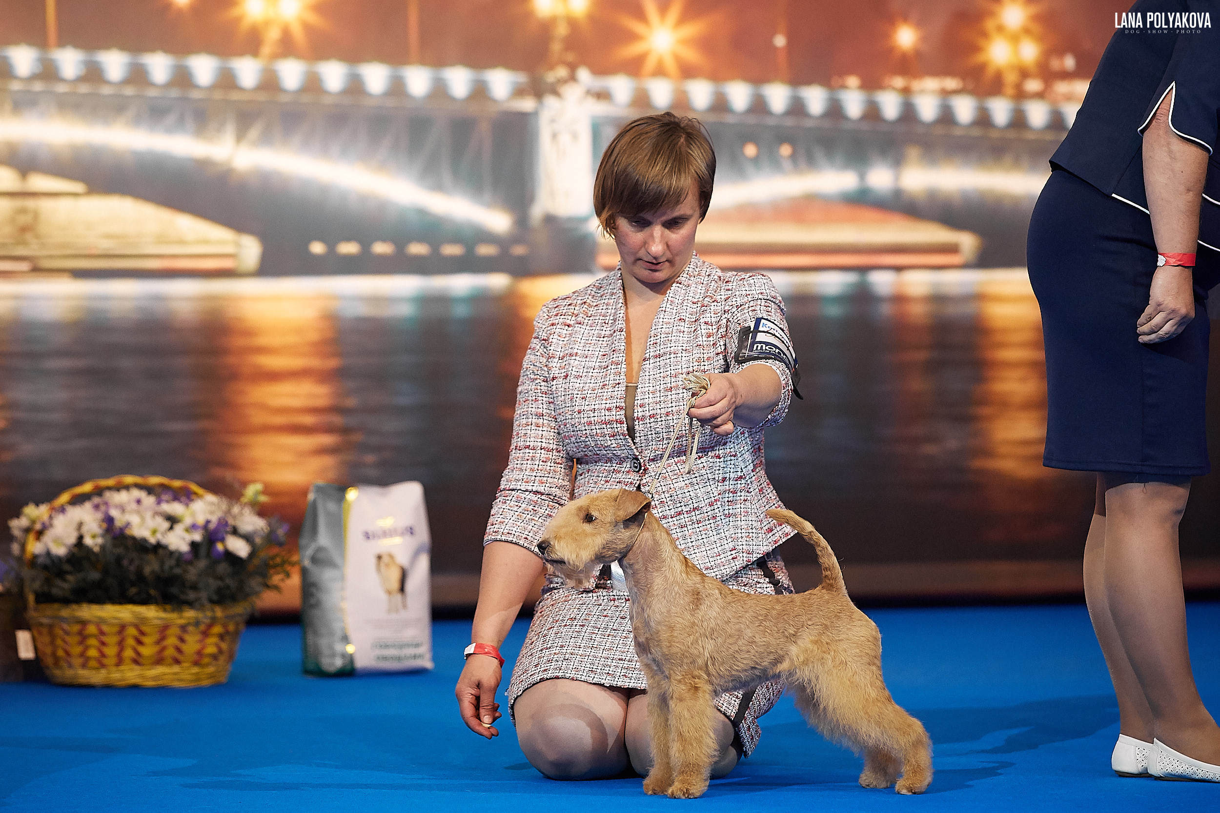 БЕЛЫЕ НОЧИ-2019, 2-x CACIB Санкт-Петербург, ЭКСПОФОРУМ