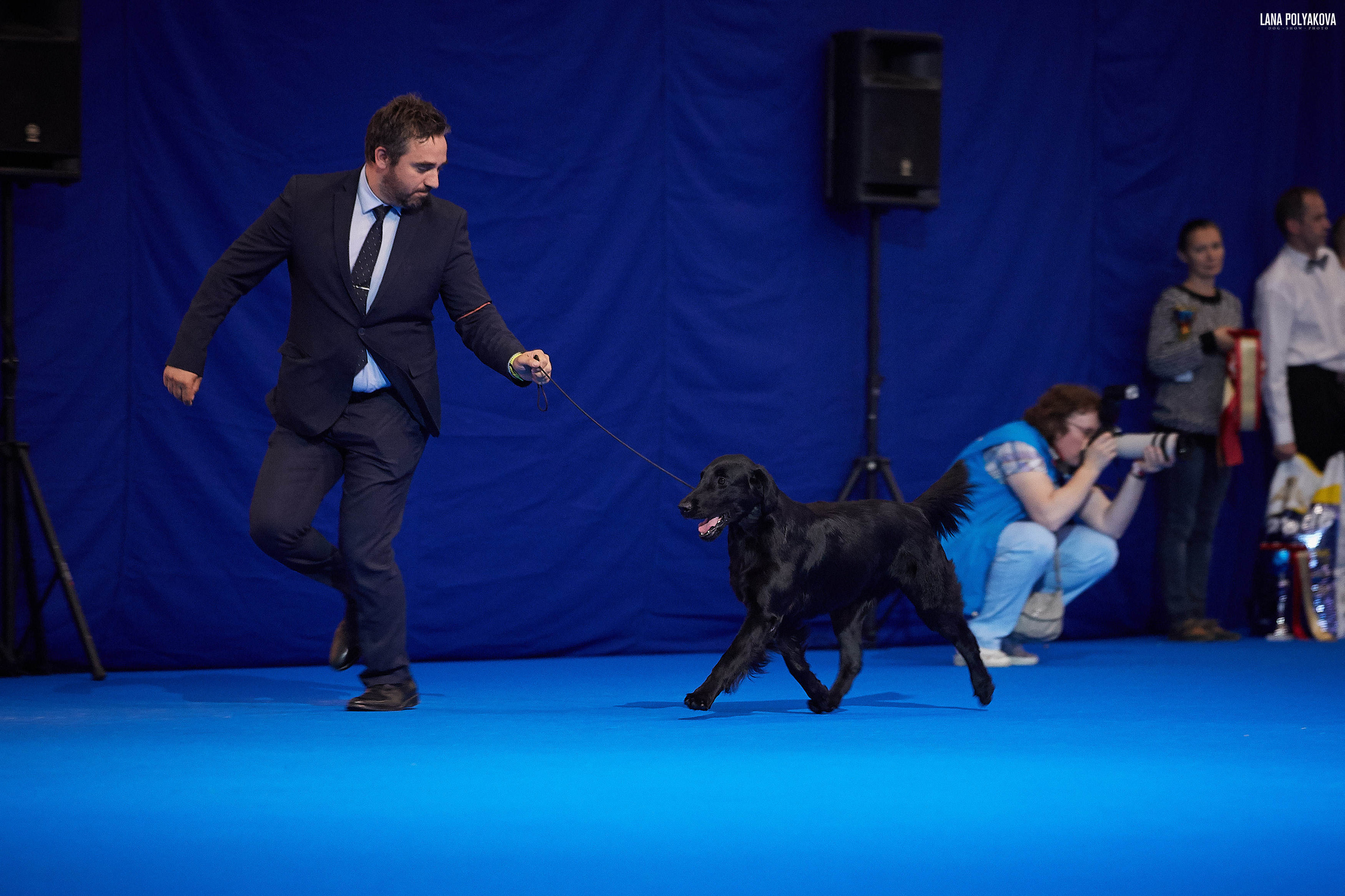 БЕЛЫЕ НОЧИ-2019, 2-x CACIB Санкт-Петербург, ЭКСПОФОРУМ