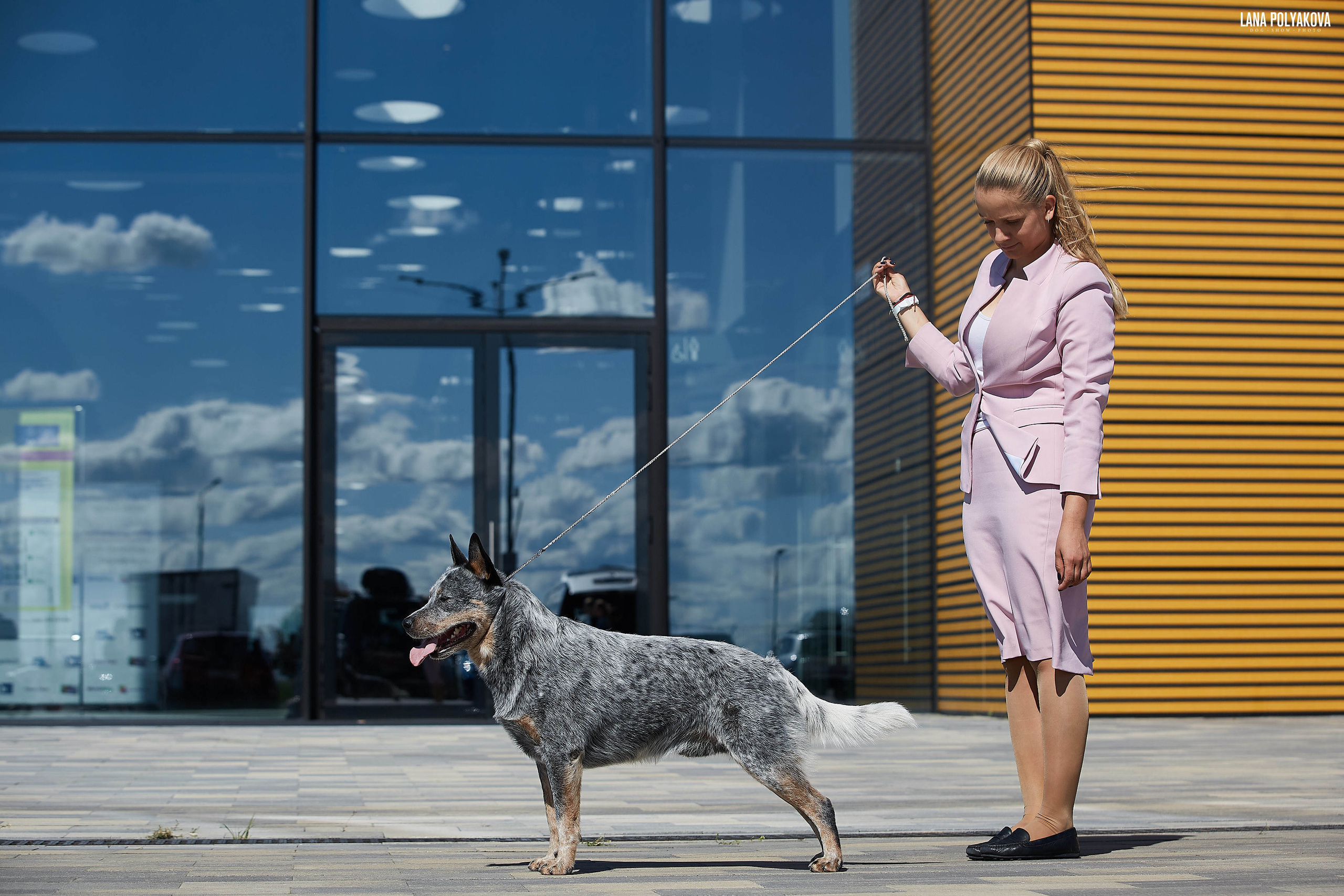 Handler Veronika ovodneva and JOKER SHOW KING OF THE RING