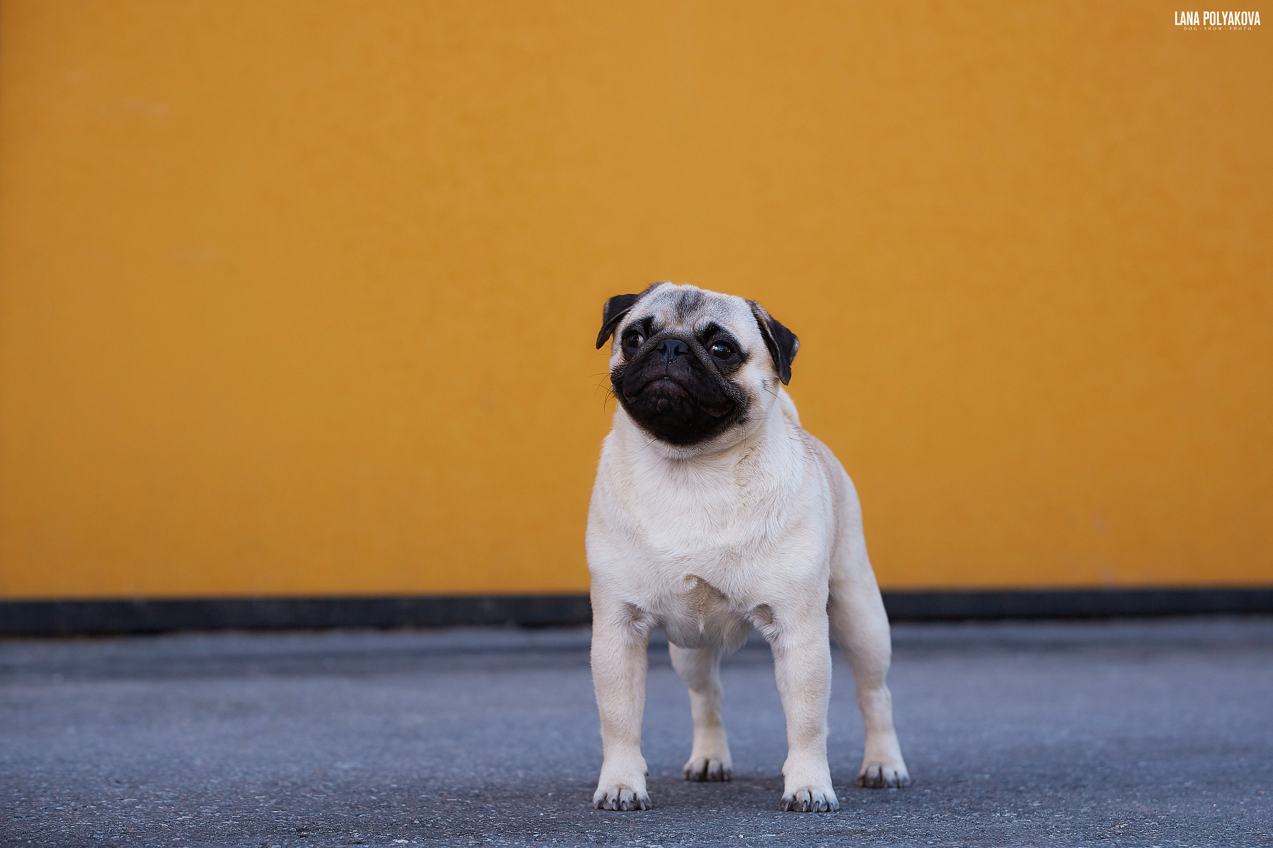 БЕЛЫЕ НОЧИ-2019, 2-x CACIB Санкт-Петербург, ЭКСПОФОРУМ