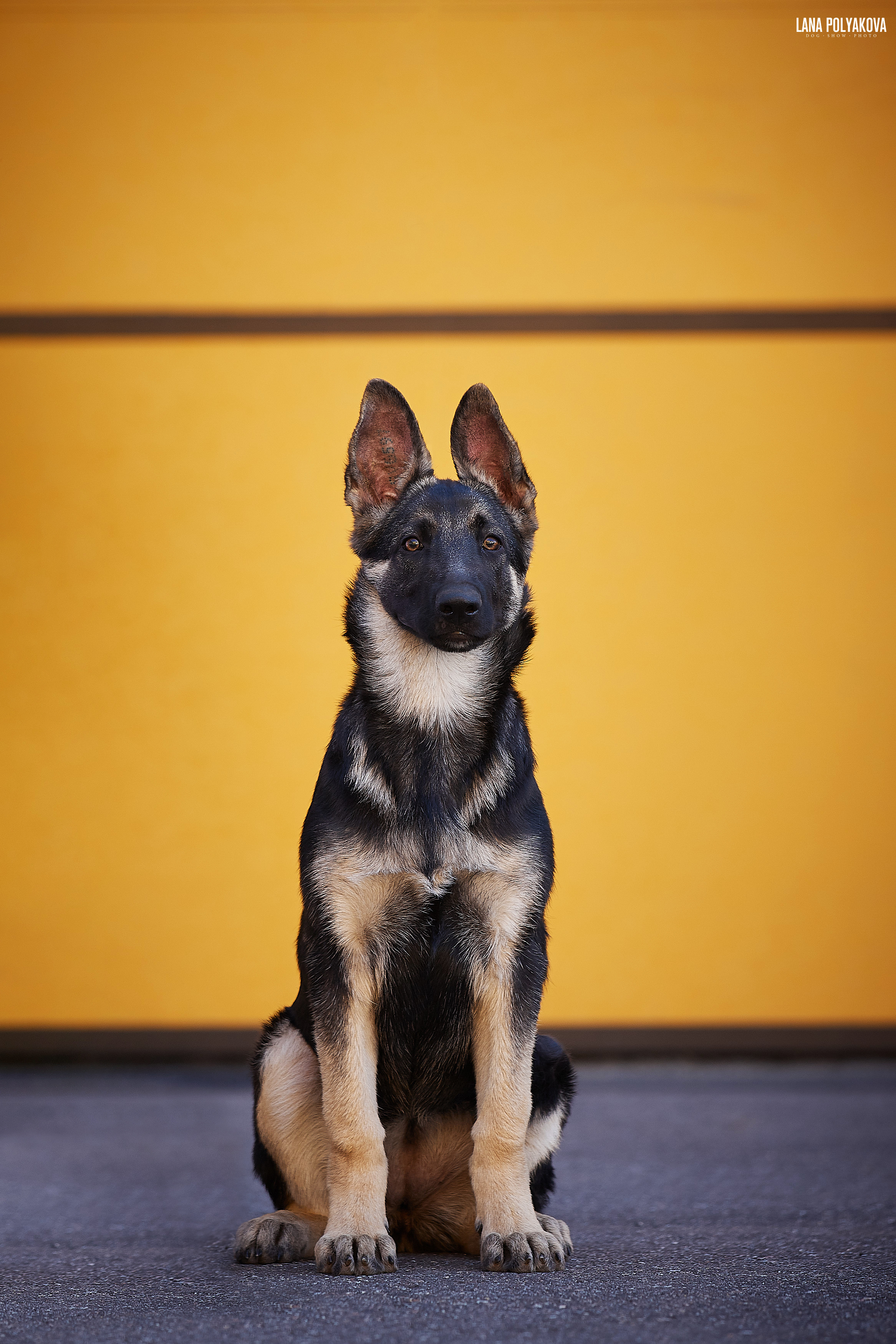 БЕЛЫЕ НОЧИ-2019, 2-x CACIB Санкт-Петербург, ЭКСПОФОРУМ