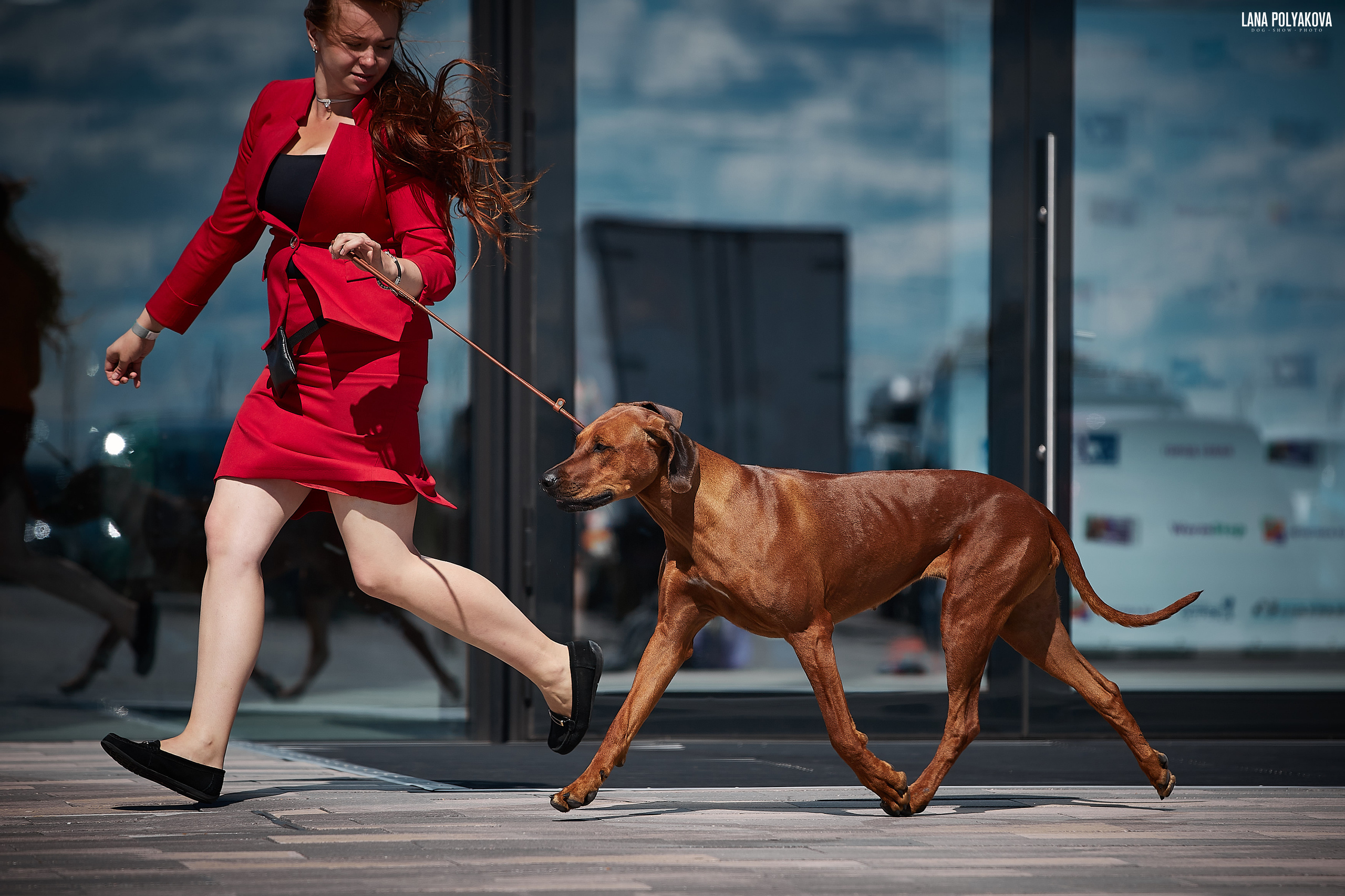 БЕЛЫЕ НОЧИ-2019, 2-x CACIB Санкт-Петербург, ЭКСПОФОРУМ