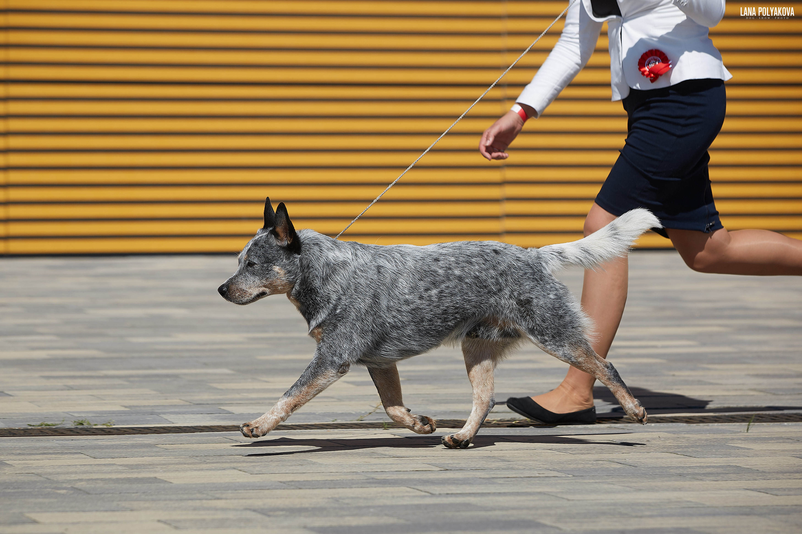 Handler Lika Georgieva and JOKER SHOW KING OF THE RING