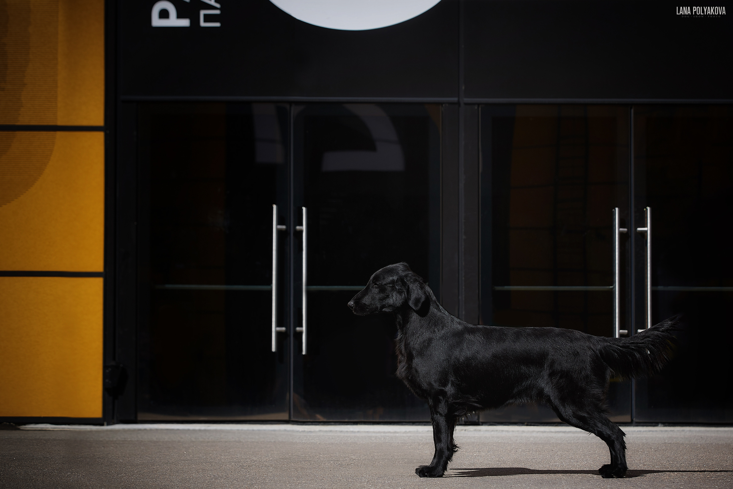 БЕЛЫЕ НОЧИ-2019, 2-x CACIB Санкт-Петербург, ЭКСПОФОРУМ