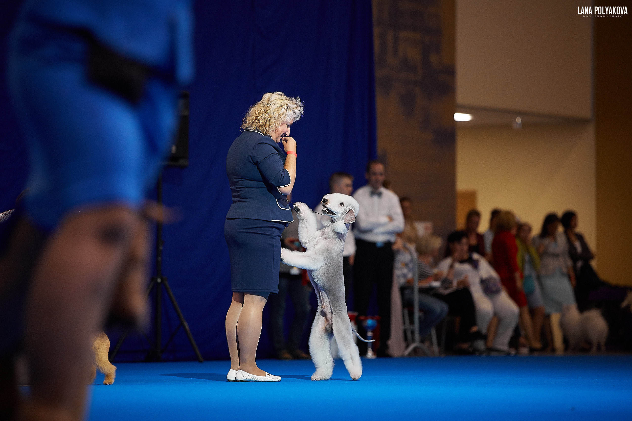 БЕЛЫЕ НОЧИ-2019, 2-x CACIB Санкт-Петербург, ЭКСПОФОРУМ