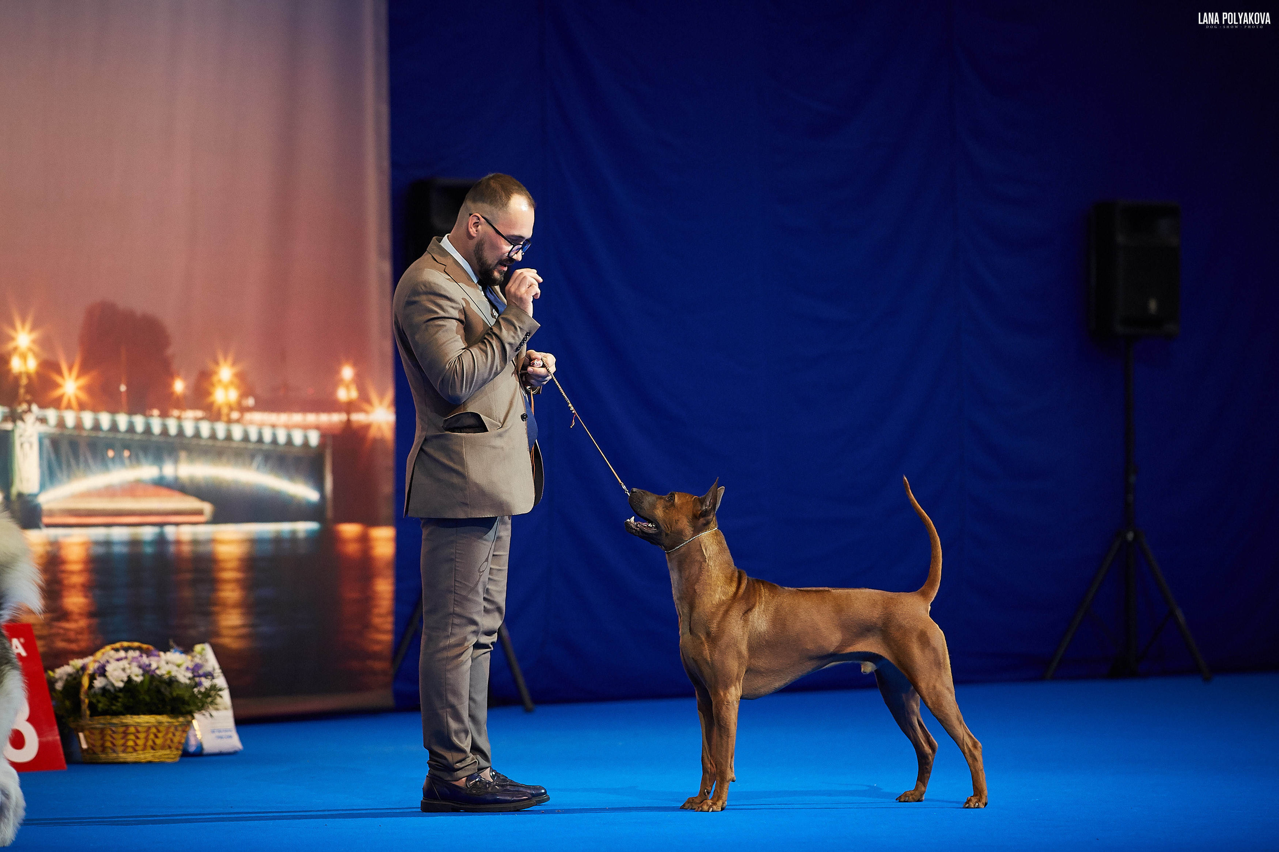 БЕЛЫЕ НОЧИ-2019, 2-x CACIB Санкт-Петербург, ЭКСПОФОРУМ